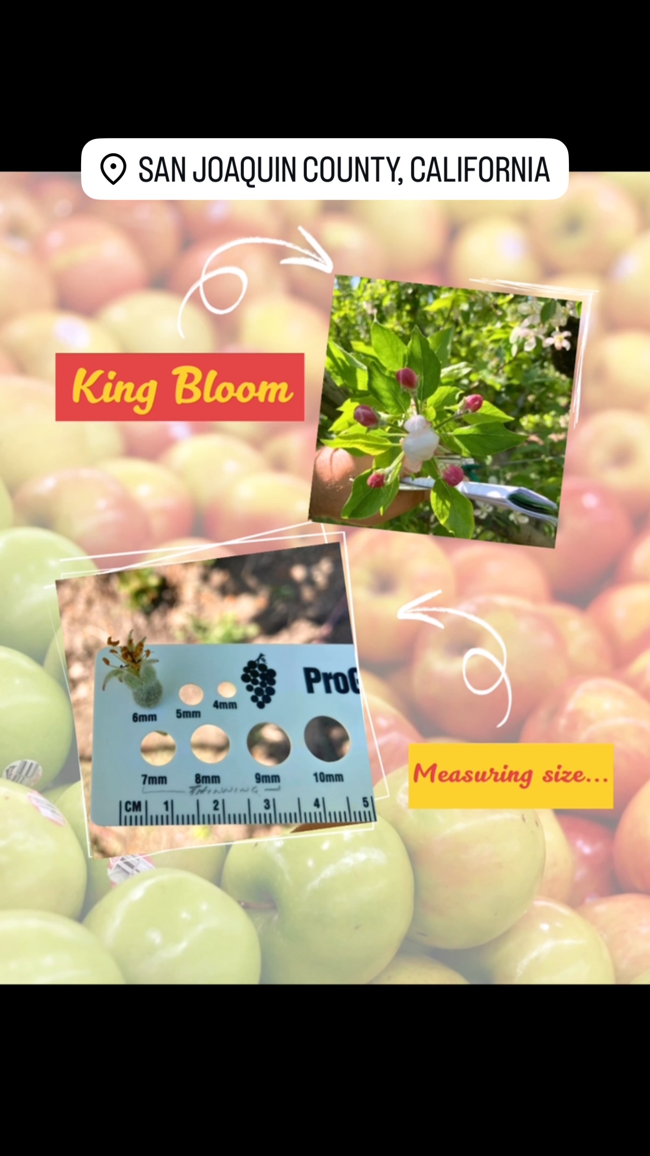 Hello, sunshine! ☀️ 🌸 🍎
Our PCA team was observing apples this week 👀 pictured here is the King Bloom which is the central blossom in a cluster of apple blossoms. As the grower prepares for thinning, we are also measuring size. Estimated growth is about 1mm per day in this seasonable weather we’ve been having lately! 🤯
Here’s to a plentiful crop yield 👨🌾🍎
#cagrown
#apples
#californiaapples
#sanjoaquincounty
#myjobdependsonag
#calag
#supportCAagricultre
#farmtotable
#foodsafety
#farmsafety
#californiafarming