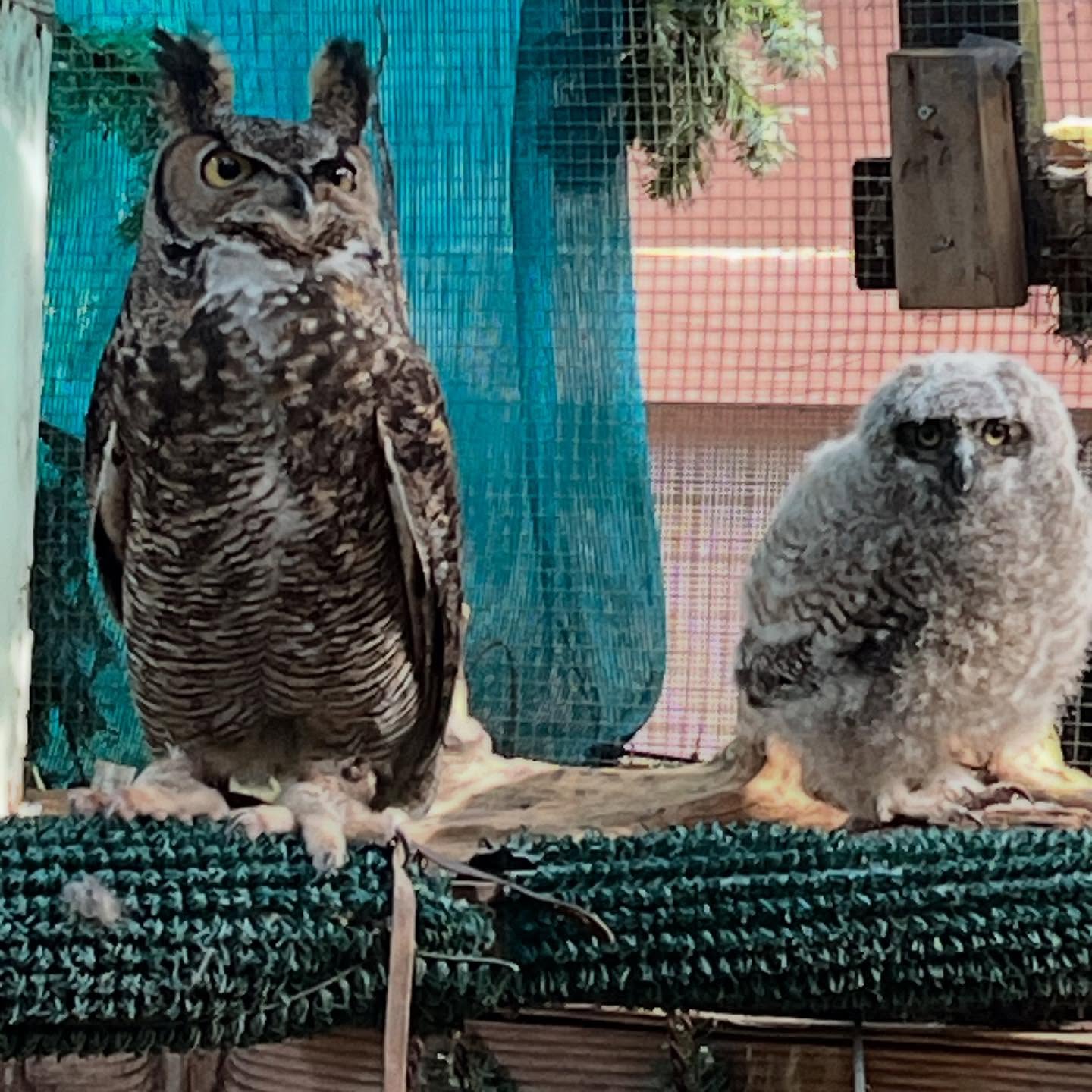 Foster Friday!
Last week, WERC rescued a nestling Great Horned Owl. He was found in the middle of a local property to Morgan Hill. Typically, great horned owls are great species to renest- the maternal instincts of this species are incredibly powerful and great horned owl mothers are dilligent in their care. WERC staff and volunteers looked all over the property for signs of a potential nest the youngster came from but there was no obvious location we felt safe to put the baby back into.
With that, we made the decision to bring this orphaned baby back to our center. No physical issues and passing through his quarantine period, we introduced him to Luna- our foster owl ambassador. They quickly became buddies and Luna has since been observed caring for the youngster, including preening the young owl.
Luna will be helping us care for this patient through to the fall. Luna is playing an extremely important role in the development of this baby so it understands how to be an owl. No human could provide the lessons that our Ms.Luna could and we are very grateful for her incredible maternal instincts
#werc #wildlife #babyseason #Owls #greathornedowls #bayarea