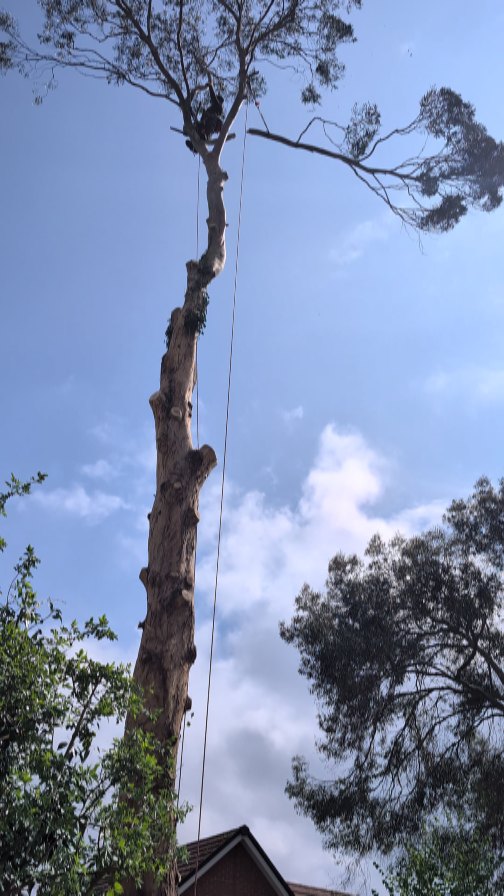 Big Eucalyptus removal last week with @treemonkey13 up top and @m1waymason on the ropes 🌳🪢Valtra and botex timber trailer doing the heavy lifting at the end 🏗️
@valtraukie
@crawfordsmachinery
@botexmachinery
#andovertreesurgeon #winchestertreesurgeon #hampshiretreesurgeon #basingstoketreesurgeon #salisburytreesurgeon #wiltshiretreesurgeon #berkshiretreesurgeon #treeremoval #treesurgery #treecontracting #onetwotree #treework