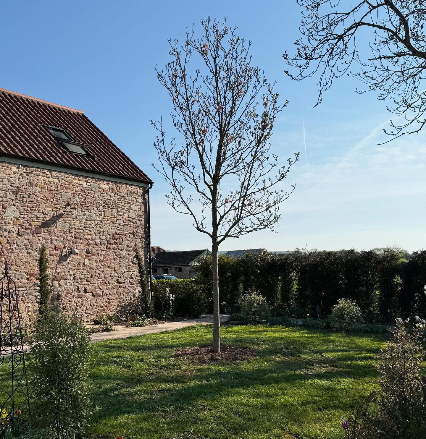 More instant impact to this wonderful cottage garden what a whopper this Magnolia is too!!, a mini digger to dig the hole and tele-handler to drop in!! …can’t wait to see it flowering each spring!!
#treeplanting
#magnoliatree
#magnolia
#mediterraneangarden
#gardendesign
#landscapegardener
#gardenmaintenance
#bristolgardens
#bristol
#cottagegarden