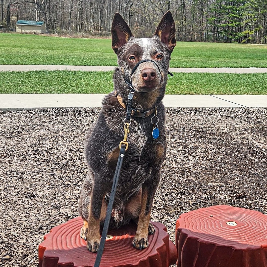 Your dog listens… mostly. But there’s that one habit (or two) you just can’t seem to fix.
🐕 Jumping on guests?
🐾 Pulling on the leash?
🦴 Counter surfing?
Our private lessons are perfect for dogs who already have basic manners but need help kicking a bad habit. Let’s tackle it together!