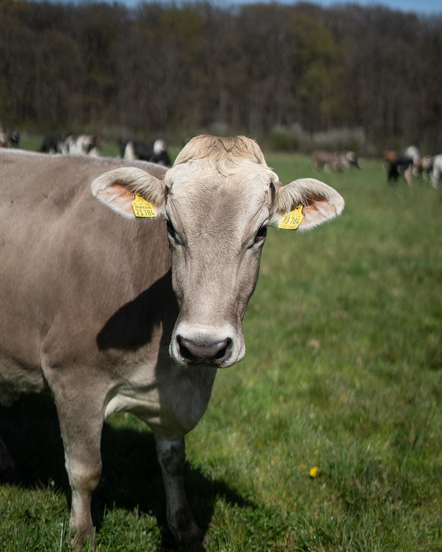 Erstes Mal Weide für dieses Jahr 🐄📷🥰
