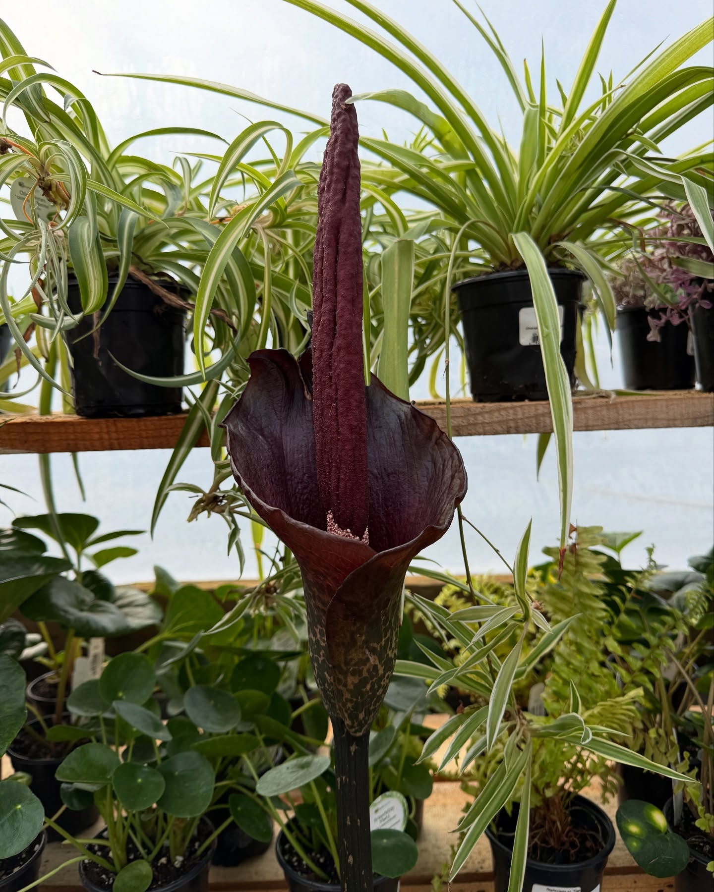 It’s stinky season!
Our voodoo lily is in full bloom—and it smells like something crawled in and gave up. Why? This wild plant mimics the scent of rotting meat to attract flies (its pollination partners in crime). Gross? Yes. Fascinating? Also yes.
It’s weird, it’s rare, and it’s only here for a short time.
Come take a whiff—if you’re brave enough!
Located in Greenhouse 1!
#summitsprouts #voodoolily #plants #nursery #local #smallbusiness