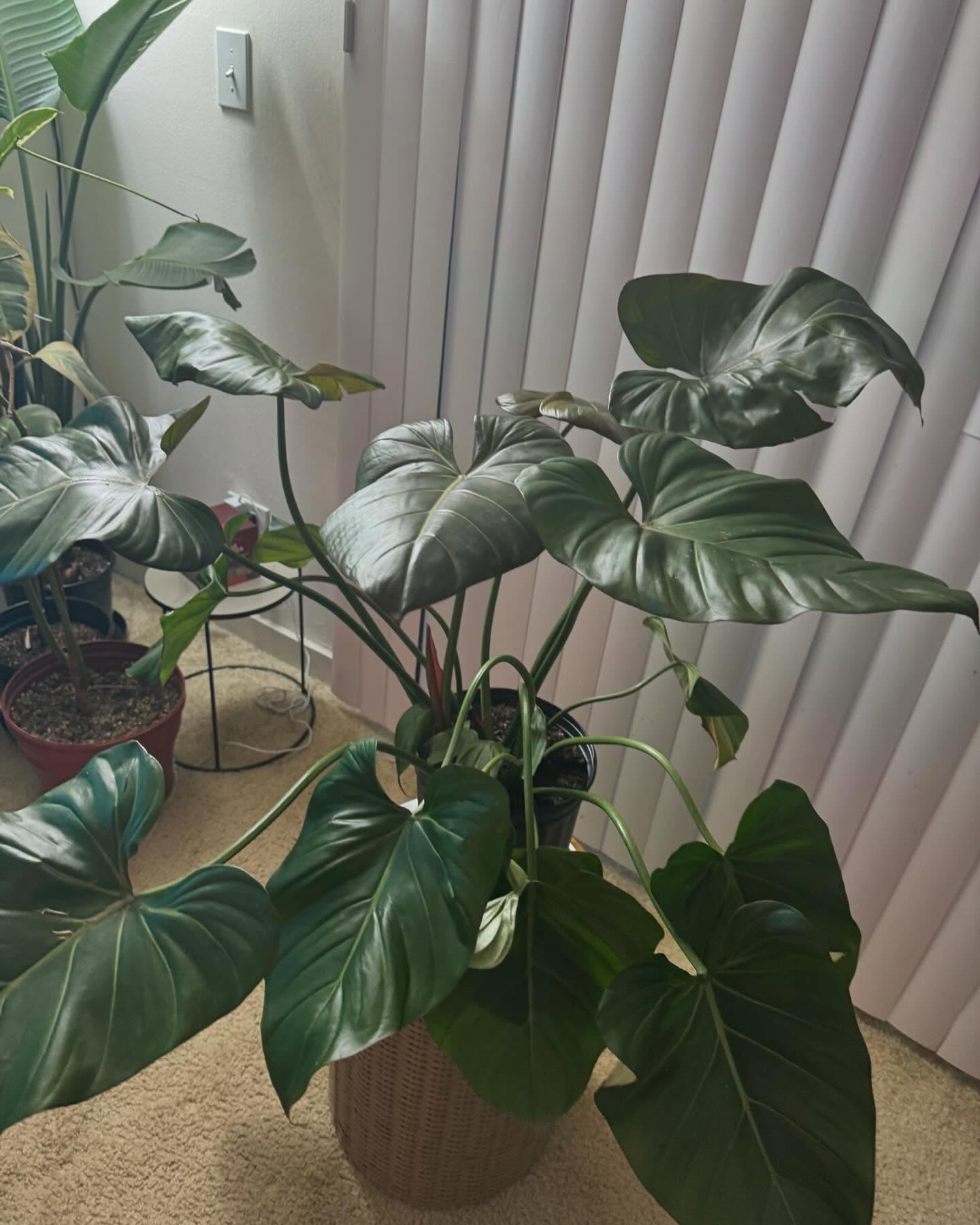 My new plant philodendron summer glory