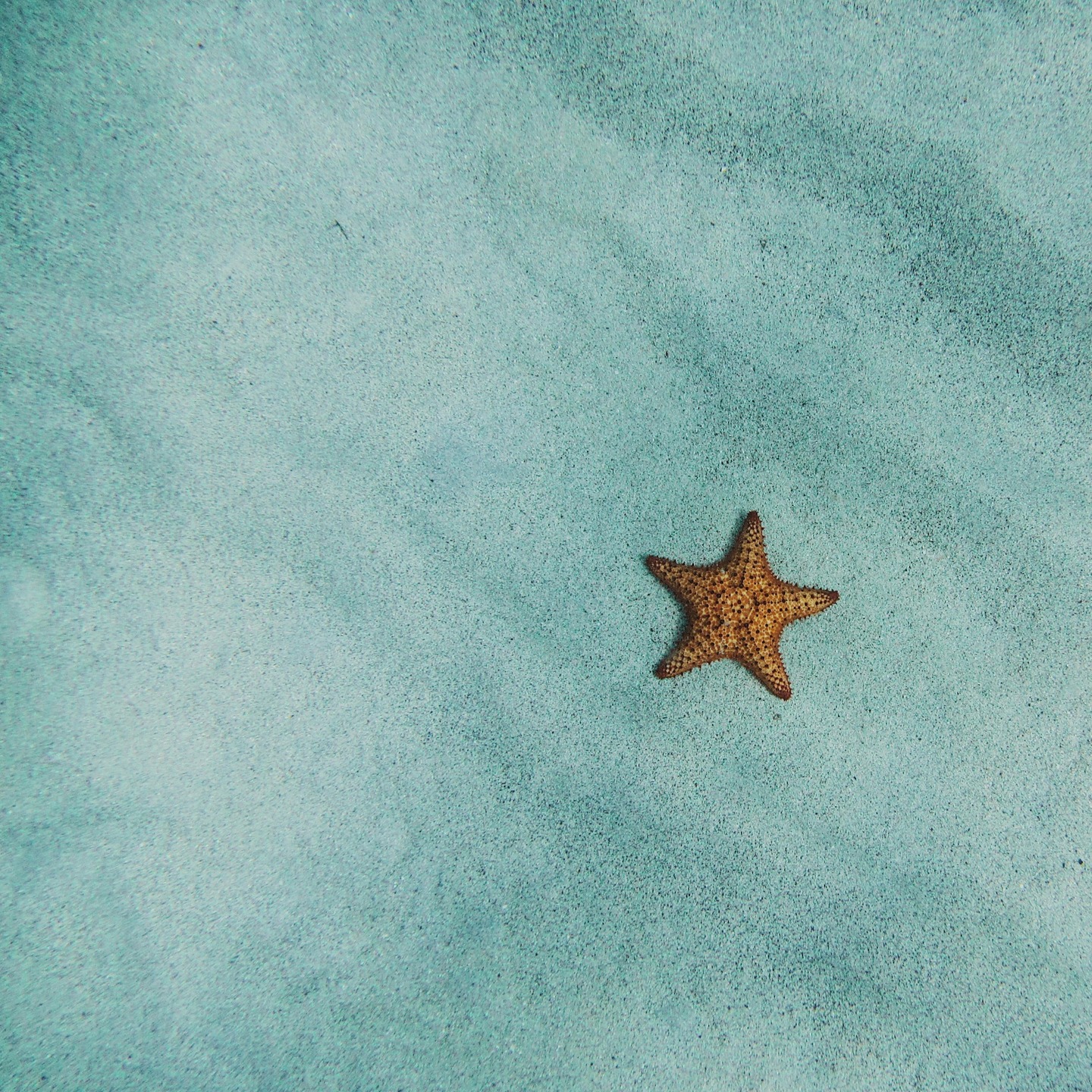 ⭐
.
.
.
© @amyjoyhumphries v/ @unsplash
.
.
.
#180editions #bookworm #bookstagram #booksofinstagram #litterature #book #books #livre #instabook #instalivre #booklover #lecture #reading #bookish #mangezlocallisezlocal #starfish #etoiledemer