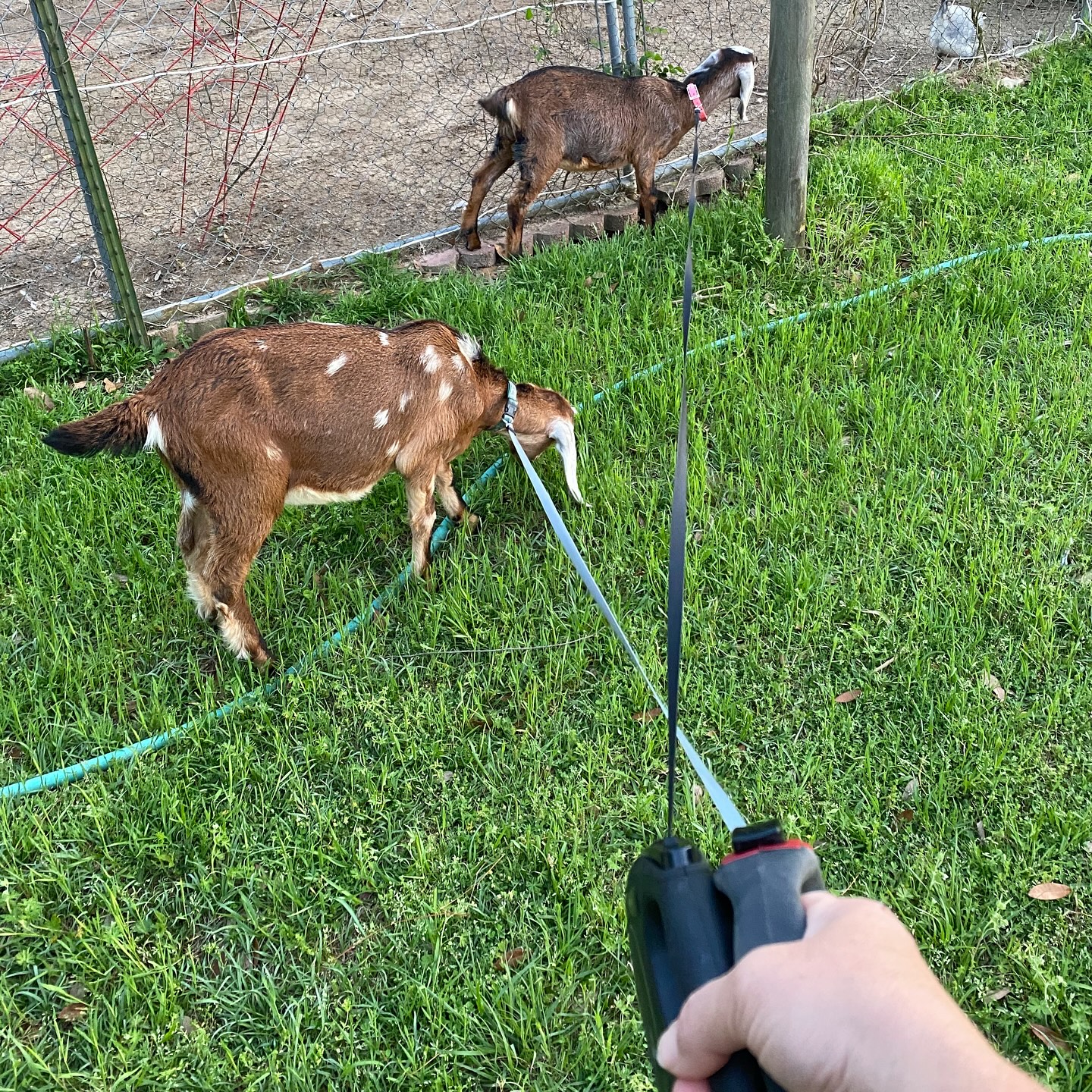 Leash training has begun!! Starting these girls early do they’ll be able to go on walks around the farm and help with weeding.
#nubiangoats #nubiangoatsofinstagram #weedeaters #farmlife