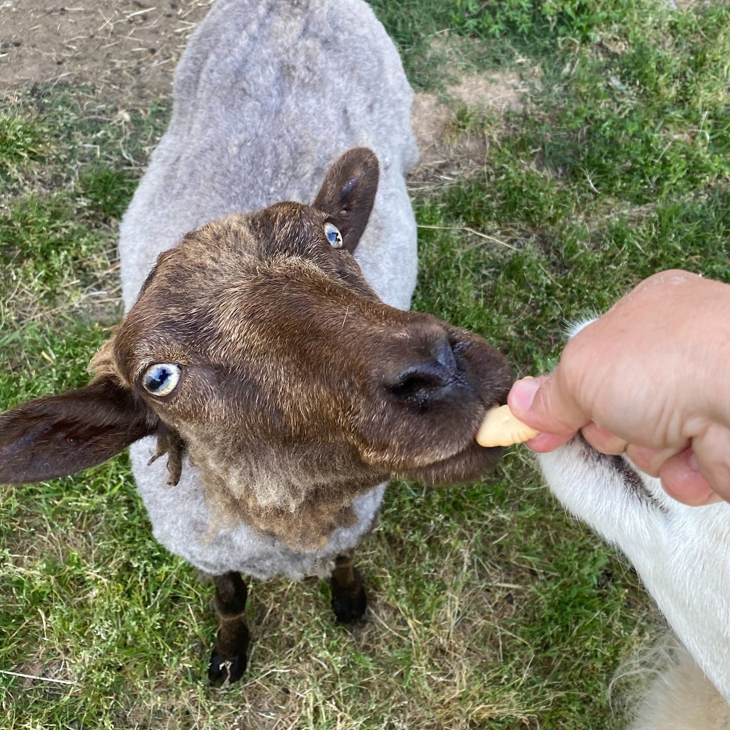 Our exciting Friday evening…. Two of the girls decided to go in the stall for me today, so I enlisted the help of hubby to hold them for me while I sheared this evening. Of course they got cookies when they were done for being so good for us. 3 done now, 3 to go.
#sheepshearing #sheephaircut #shetlandsheep #fiberfarm #woollyfriends #shepherdesslife #farmlife
