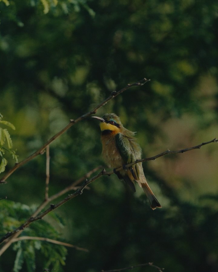 Some of Tanzania’s wild, little beauties we’ve filmed and followed around the stunning @suricatabomalodge right next to the @lake_manyara_national_park . Spotted these colorful little souls in distance with our @sonyprofilmmaking 200-600mm:
💚 1-2 Little Bee-eater (Merops pusillus)
🩶 3-4 Tanzanian red-billed hornbill (Tockus ruahae)
🩵 5 Red-cheeked Cordon-bleu (Uraeginthus bengalus)
💛 Cardinal quelea (Quelea cardinalis) female
❤️ 8 Red Avadavat (Amandava amandava)
Which one would you follow through the savanna?
Swipe, feel the warmth and vibrancy of these colorful birds!
#Birdwatching #TanzaniaWildlife #MeropsPusillus #AmandavaSubflava #AmandavaAmandava #NatureLovers #FeatheredFriends #AvianBeauty #WildlifePhotography #TravelAfrica #BirdsOfInstagram #WingsOfTheWild #TanzaniaMagic #bird #birdfreaks #birds_captures #birds_nature #wildlife #tanzania