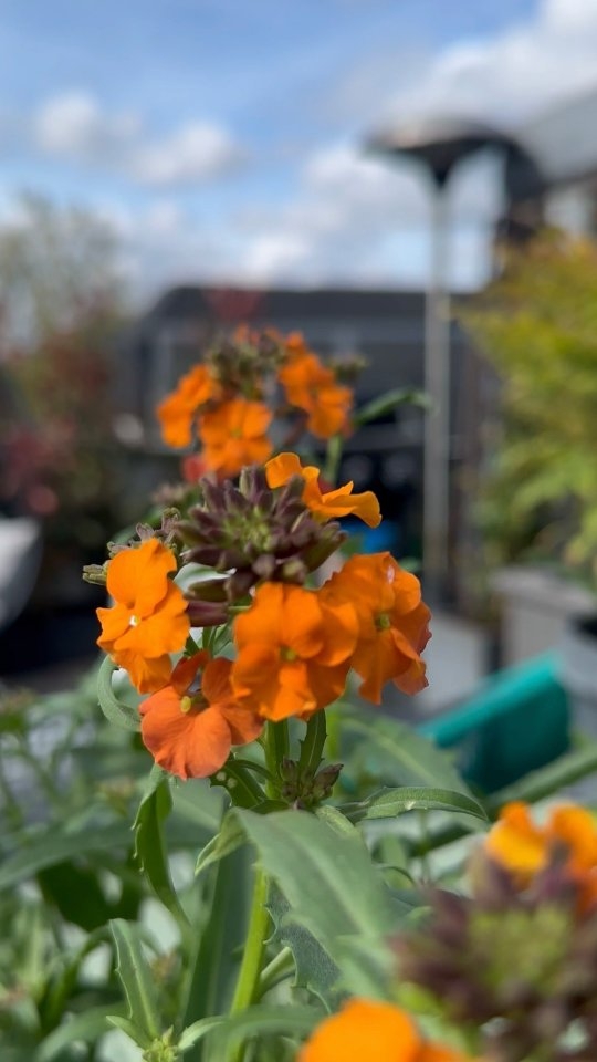 🌿✨ Spring is in full swing... is your garden ready? ✨🌿
In this project, we brought fresh life into the garden with carefully chosen plants and thoughtful design. Every detail was planned to help the space thrive through the seasons. 💐
🔹 Spring is the perfect time to get your garden summer-ready:
✅ Fresh, fertile soil
✅ Plants ready to flourish
✅ And a team that handles it all, from design to maintenance
📍We create and care for gardens that look stunning all year round, not just when the sun is out.
👨🏻🌾 Whether you need a seasonal refresh or a full transformation, we’re here to help your outdoor space bloom.
📲 Get in touch for a free quote — let’s make your garden the best part of your home this spring.
.
.
.
.
.
.
.
.
#StylishGardens #GardenDesignUK #GardenMaintenance #Spring2025 #SummerReady #PlantingSeason #GreenSpacesUK #GardenCare #london #chelsea #southkensington #putney #fulham #uk #ukgardens