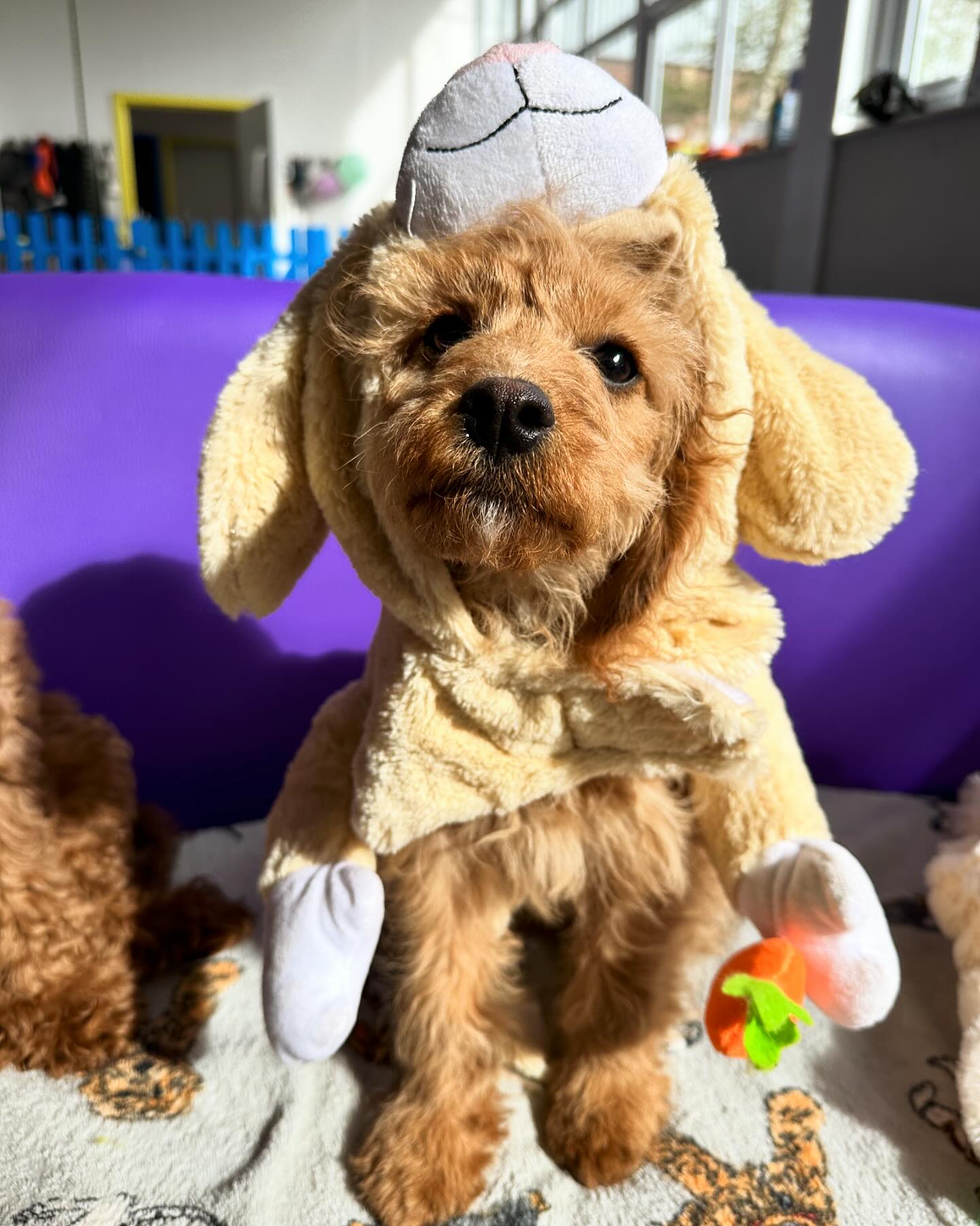 Yappy Easter 2025 🐣💛🫶 @fizzler78