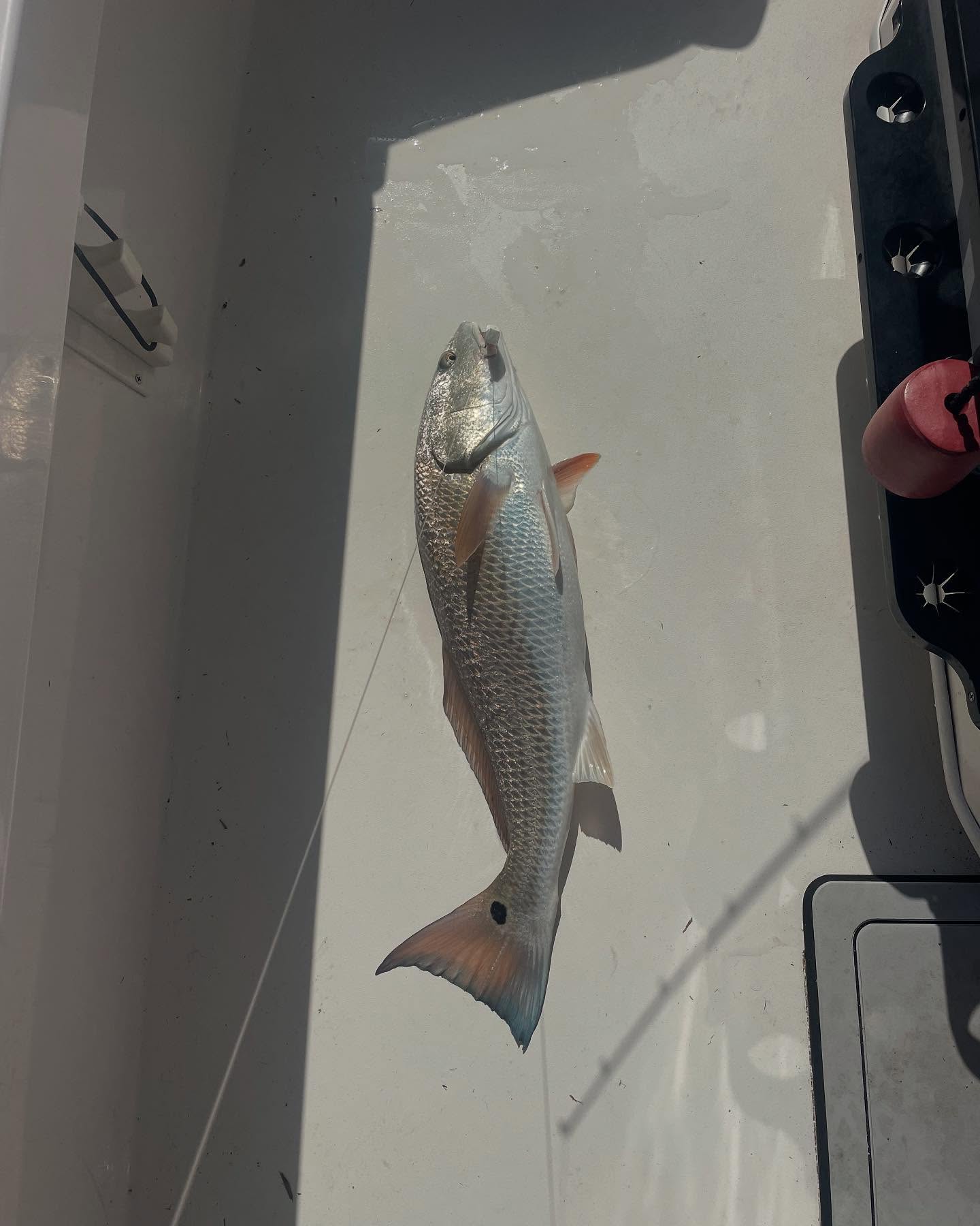 a post about my friends at @fourhorsementackle aside from their game changing corks, they’re now producing an epic bait #boomboomahrimp , in SW Florida it’s gotten me #trout #redfish #snook #tarpon, among other species! Give them a try today, and catch more fish! #a2fishingcharters #irtreels #cajuncustomrods #donnmarpliers #tfoflyrods #palmythgloves #fourhorsementackle #reelfishapparel #fortressmarineanchorsusa