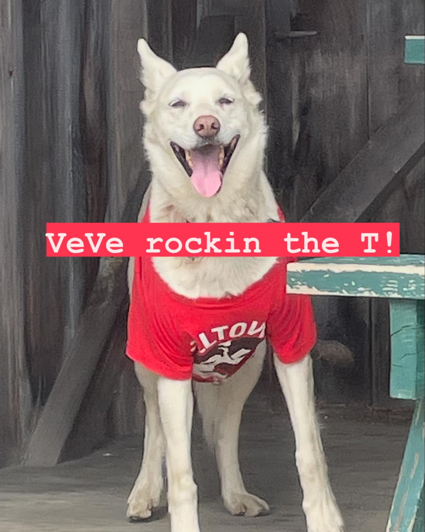 VeVe rockin’ the T❗️She’s sayin come see me at SLED DOG CAMPS🥰#hilltownsleddogs #summercamps #feelthelove #seethesmiles #kidslovedogs