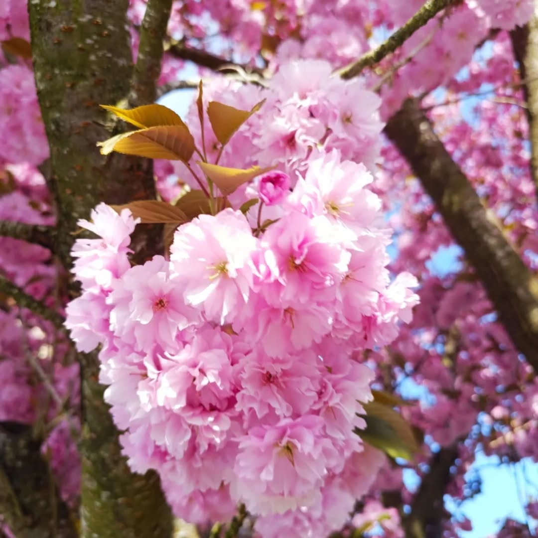 Fêtes de Paques...
🌱 Résilience, Espoir et Renaissance.🌷
Quels sont tes 3 mots en commentaires?
Belle célébration à Toutes et Tous.
Je suis moins présente sur les réseaux mais l' élan pour de nouveaux cercles fleuri. Je vous en dirai plus à mon retour fin mai🌺
#symbole
#pâques #celebration