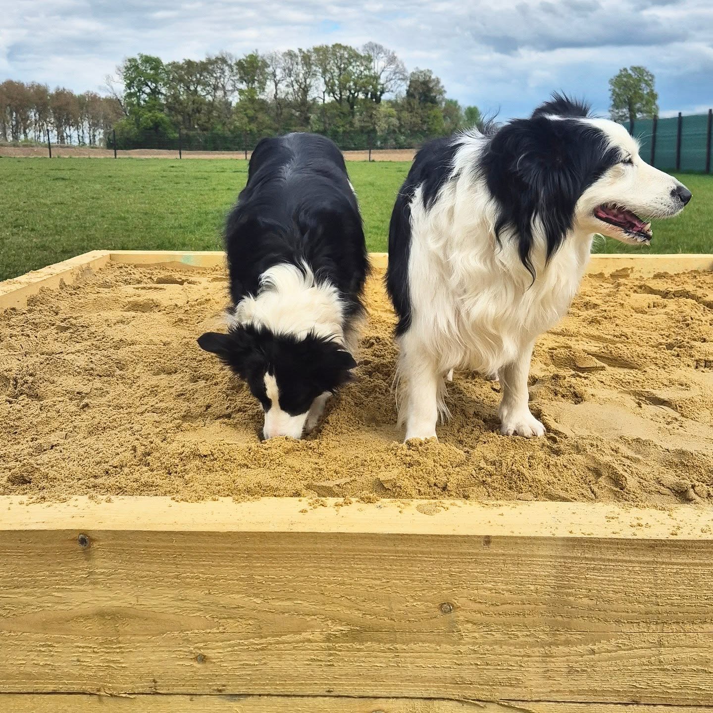 Not heading to the beach this bank holiday? No worries! The sand has finally arrived at Ewen!
We hope you all have a lovely Easter weekend with your friends and family.
Ruby spent today with her mum Lily and her cheeky niece Poppy, three generations of fun in the sun!
#BestInFieldEwen #TheDogFieldEwen #BankHolidayFun #DogDays #EasterWeekend #SecureDogField #dogtraining
