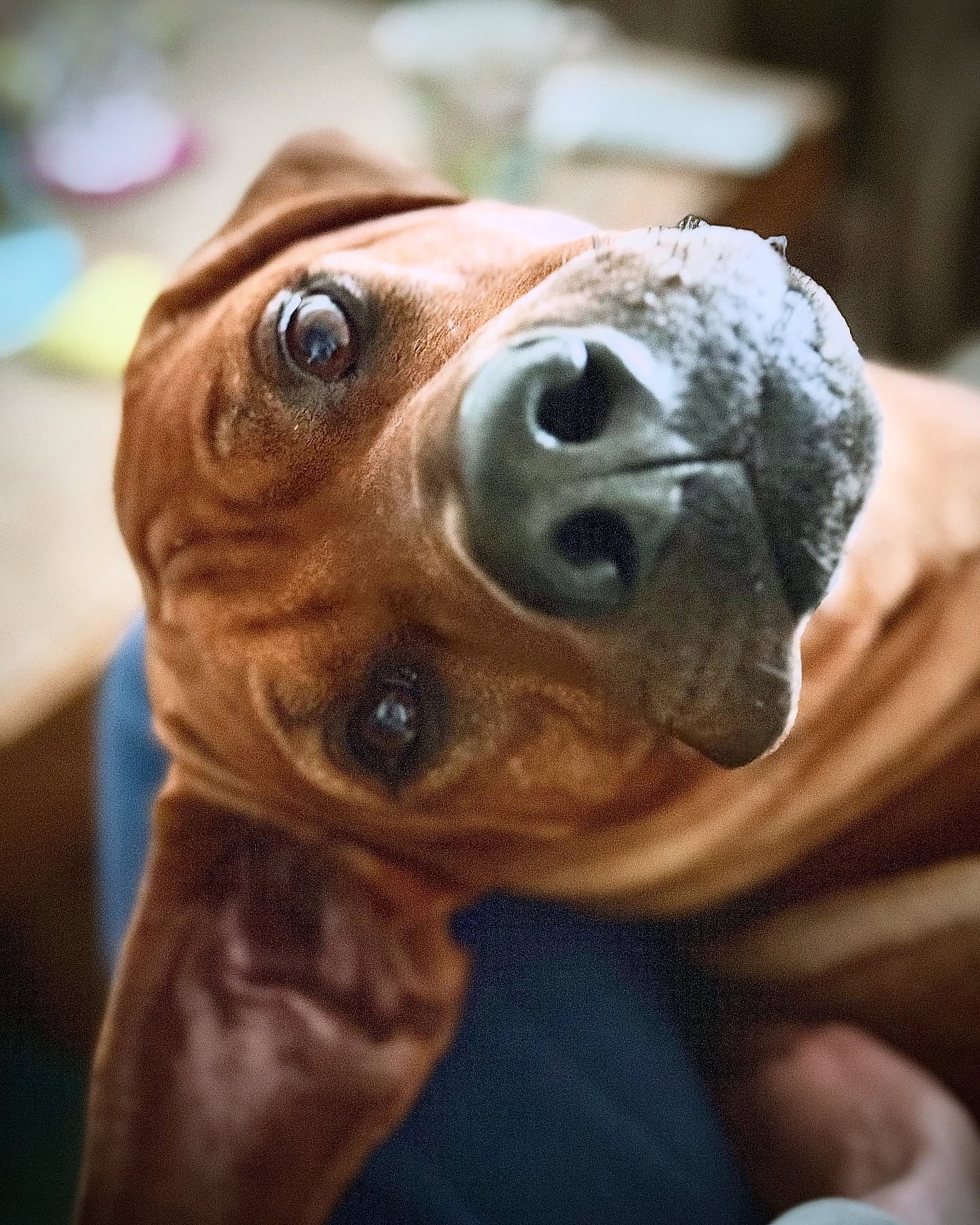 I woof you 🐶
.
.
#iwoofyou #🐶 #doglove #rhodesianridgeback #ridgeback #hundeblicke