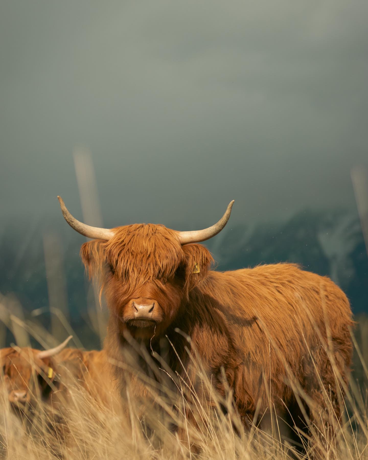 We’re keeping a close eye on Kiara these days—she’s due to calf any day now! This will be one of the first calves born at Little Tree Ranch and we couldn’t be more excited.
Kiara has always had a calm and steady demeanor, and we’re hopeful she’ll pass that on to her little one. Spring on the ranch just got a little more special.
#highland #calf #ranching #highlandcow