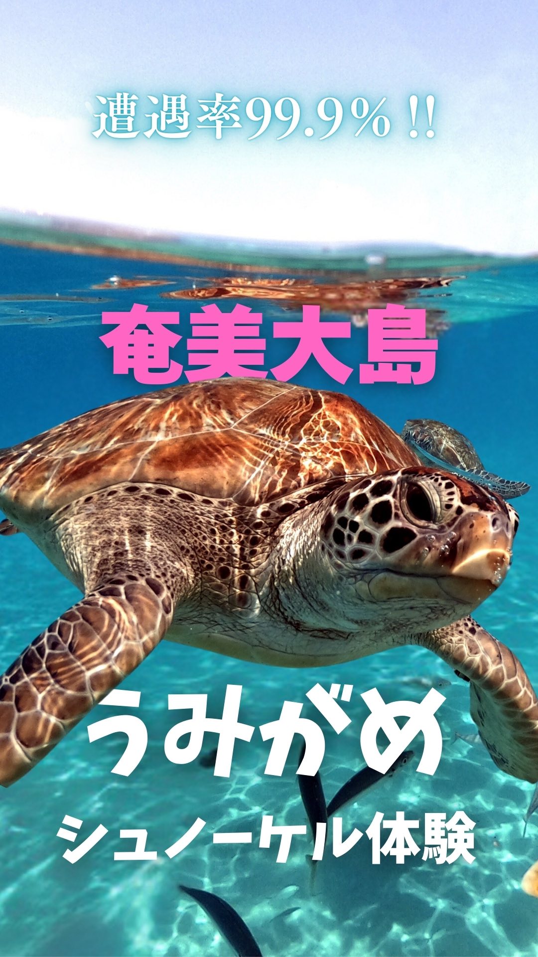 \うみがめと泳いでみませんか?/
うみがめシュノーケル体験をご利用いただき、誠にありがとうございました🤗🐢✨
初めてのシュノーケル体験!最初は少し緊張されていましたが、最後にはご自分で気持ちよく泳ぐことができるようになりましたね!🥳🙌
スタッフがポイントまでサポートしますのでお客様は浮き輪につかまるだけ❗️🛟😉🤲泳げなくても大丈夫です👍
ゴールデンウィークは世界自然遺産の島、奄美大島へ行こう‼️🏝️
奄美大島の美しい海を舞台に、心に残るマリンレジャー体験をご提供しております🏝️✨🏄
シュノーケリング🤿やクリアカヤック🛶で美しいサンゴ礁🪸🐠の探検、興奮のジェットスキーやバナナボート、大人気のSUP🏄♀️など、様々なアクティビティをお楽しみいただけます。プロのスタッフが安全に楽しむためのアドバイスを行い、しっかりとサポートいたしますので、初めての方も安心してお楽しみいただけますよ😊🤙
もちろんGoPro撮影データ無料プレゼント🎁
とびっきりの思い出を残しましょう💖🤗
詳しくはプロフィールのリンクURL🔗から公式サイトをご覧くださいませ📝👀✨
「とおしめマリン」で検索🔍
\奄美大島の大自然を大満喫!/
当日お問合せも大歓迎です‼️🤗帰りの飛行機の時間までにご体験できるおすすめプランを提案いたしますよ🙌🎶お気軽にご相談ください💁🏻♀️
【当日・前日ご予約OK】
ほとんどの方が未経験‼️
初めてでも安全に楽しめるアクテイビティばかりです!🤗
公認インストラクターが丁寧にわかりやすくレクチャーいたしますよ☺️👍
ご予約はプロフィールのリンク🔗URLからどうぞ🤗
もちろんウェットスーツ貸出無料ですのでご安心ください😉👍ツアー終了後は暖か〜いシャワーも浴びれます♨️🫧
🙌\気軽に手ぶらでご参加OK/🙌
「大切なカメラを水辺に持っていくのは不安…😰」なんて心配もいりません❗️ツアー中はガイドが専用の防水カメラで皆様のお写真・動画を撮影し、データを無料でプレゼントいたします🐠📸🤗
【当日・前日ご予約OK】
奄美大島の海を大満喫いただけるアクティビティ体験をお気軽にお手頃価格で👍🐠🪸🐢✨
🔰初心者さん大歓迎です🥰🔰
ほとんどの方が未経験‼️
初めてでも楽しめるアクテイビティばかりです!🤗
公認インストラクターが丁寧にわかりやすくレクチャーいたしますよ☺️👍
ご旅行をご検討中の方はぜひお気軽にお問合せ、ご相談ください😊
世界自然遺産に登録された奄美大島で、マリンアクティビティを大満喫いただけます🙌
🐬マリンアクティビティ メニュー🐬
#SUP
#クリアカヤック
#クリアSUP
#カヌー
#ジェットスキー
#バナナボート
#シュノーケル
#ボートチャーター
#水中スクーター
#ビーチBBQ
#プライベートビーチツアー
💡1名様〜団体様までご要望に合わせてツアー内容をアレンジすることも可能です😉まずはDMやお電話でもお気軽にご相談ください✨
📍とおしめマリンリゾート 芦徳事務所📍
〒894-0412 鹿児島県大島郡龍郷町芦徳377
☎️080-1118-7000
◉年中無休
...................................................
#鹿児島県#離島#奄美大島#奄美大島旅行#奄美大島観光スポット#沖縄#宮古島#海遊び#ビーチリゾート#シュノーケル#カヤック#クリアカヤック#ジェット##バナナボート#SUP#クリアサップ#世界自然遺産#カップル#学生旅行#サンセット#とおしめマリン#GoPro
