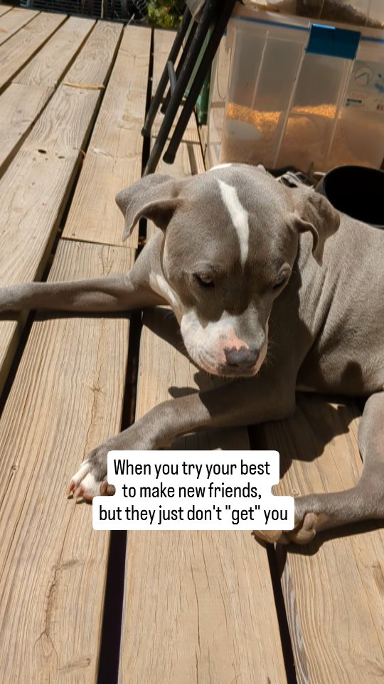 Poor Blue. He's been trying SO hard to make friends with the new kittens but he's just too much for them--too spastic, too up in their space, too determined to inject himself into their moments even when they've warned him to step back. Eventually, I think they'll come around, but he's still a puppy, too, and learning how to play in a way that doesn't scare them off.
Honestly, I know he's a dog, but---haven't some of us been there? Just not quite accepted, not quite fitting in, even with our best efforts and intentions? I know I've written characters like that, but hey, I've also BEEN that.
So if that's you, my friend, here's the thing to remember: Blue is a dog. Maybe he's too much for the cats right now, but the dog next door? She LOVES him. They vibe perfectly. My kids, our friends, the people in our lives? They love him too. He's SUCH a good dog. But he's a dog... who wants to play like a dog...and the cats just aren't vibing with that, right now.
Listen, I love our cats, too, and I wish they all got along... But sometimes that's a process (for pets and for people), and sometimes, for whatever reason, it might never quite work. Whether or not the cats like Blue isn't what determines his value.
That might seem obvious, when I'm talking about a dog and cats. But is it so obvious, when it's YOUR heart and your attempts we're discussing? When it's mine?
I know it's not always so obvious for me.
**What other people think of you does NOT determine your value.**
Just take a minute, and let that sink in. ❤️