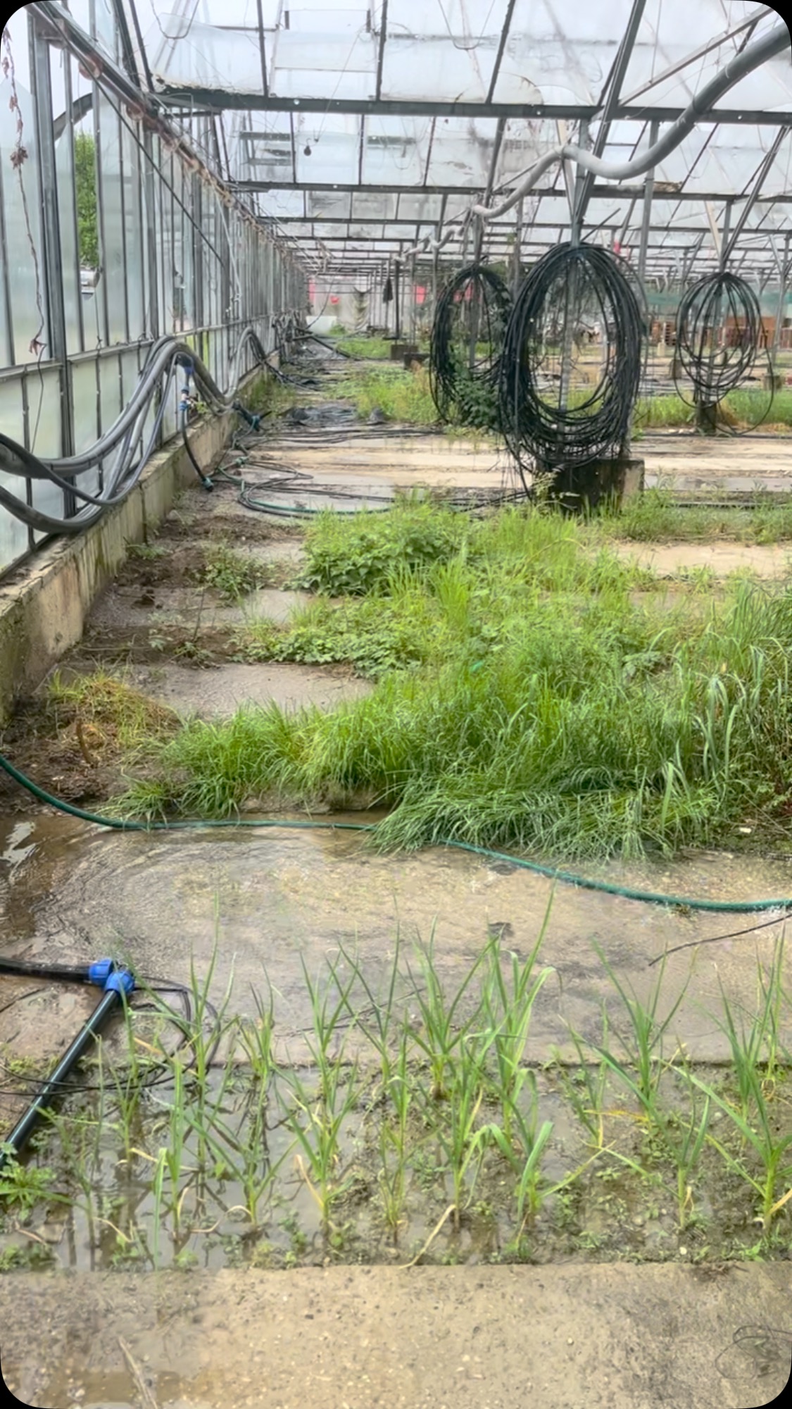 Za 35€ som dal pred dvoma dňami “vyčistiť” odkvapy, aby voda netiekla do skleníka. Povedali mi, že hotovo. V rekordnom čase. Kontrolu som nestihol… a výsledok? No nič moc.
Takže long story short – hľadáme údržbára.
Okolo 600€/mesiac, pracovisko = skleník,
4–7 hodín denne podľa dohody.
Náplň práce: všetko, čo treba – od skrutkovania po polievanie.
Čo potrebujeme:
– kľudná hlava
– zručnosť (keď nevieš, naučíme)
– žiadna ohnivá voda, riešime to “na cigána”, nie “na indiána”
– vodičák je veľké plus (2x týždenne rozvoz zeleniny), ale nie podmienka
– dôchodkový vek = welcome
Najbližšia veľká úloha do konca roka: zasklievanie.
Ak vieš o niekom, pošli ho/ju. Alebo sa rovno ozvi. #praca #robota