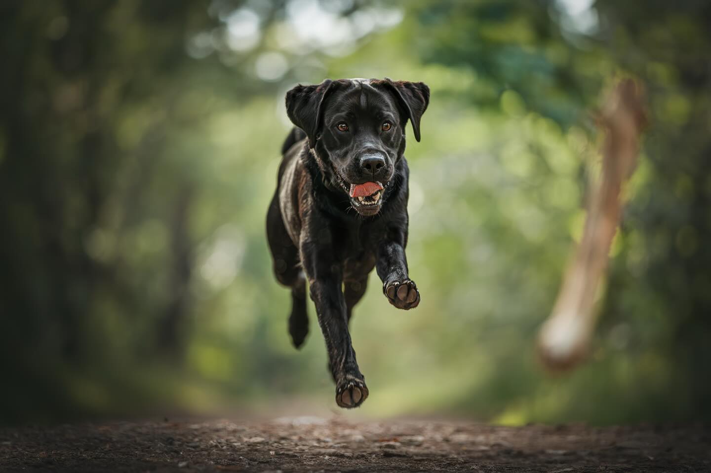 🪵, 🎾 of 🧸?
Ziva koos voor de stok! Wat vindt jouw hond het leukst om mee te spelen in het bos? Laat het weten in de poll👇🏼
——————————————
#photography #photographer #hondenfotograaf #nijmegen #huisdier # hond #camera #photo #sigma #canonnederland #canon @canonnederland #zoomnl #chipfotofeed #cameranu_nl @zoomnl #cameraland_nl @cameraland_nl @cameranu_nl #kameraexpress @kameraexpress #dogphotography @chipfotomagazine #dogphotographycontests