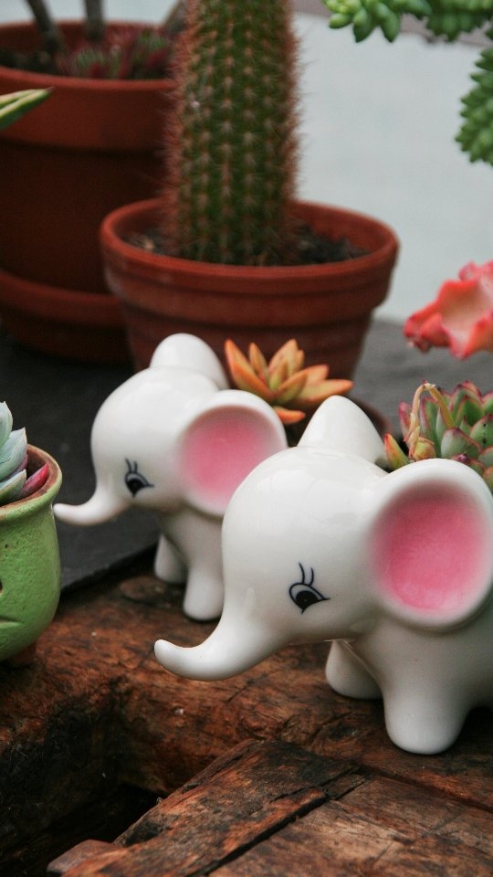 Die Vorbereitungen für den Markt laufen auf Hochtouren!
Kommt vorbei am Samstag & Sonntag, 3. und 4. Mai – wir freuen uns auf euch!"
#greenvibes #pflanzenmarkt #pflanzenliebe #sukkulentengarten