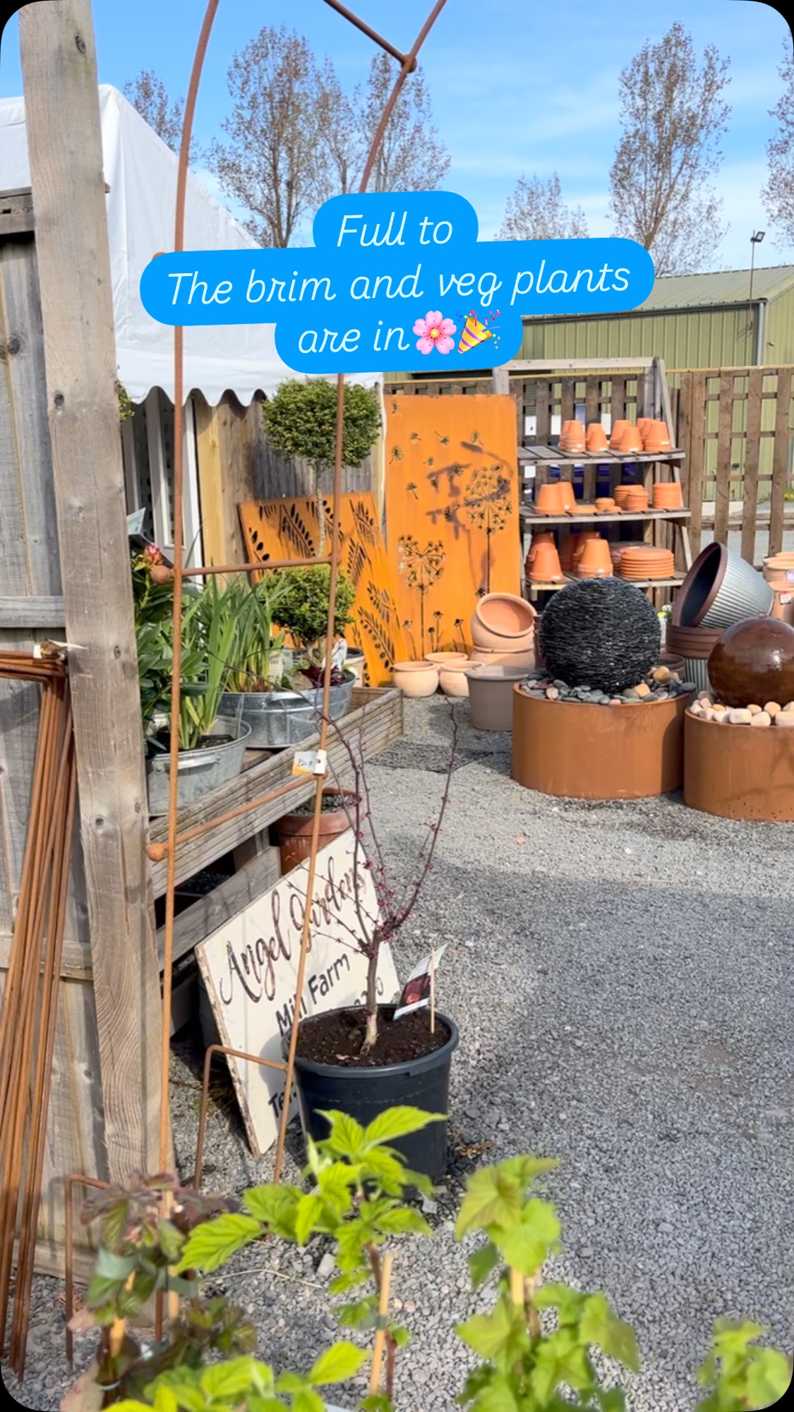 Delivery of veg plants, sweet peas, strawberries and herbs 🌿 here at the garden centre 🌸