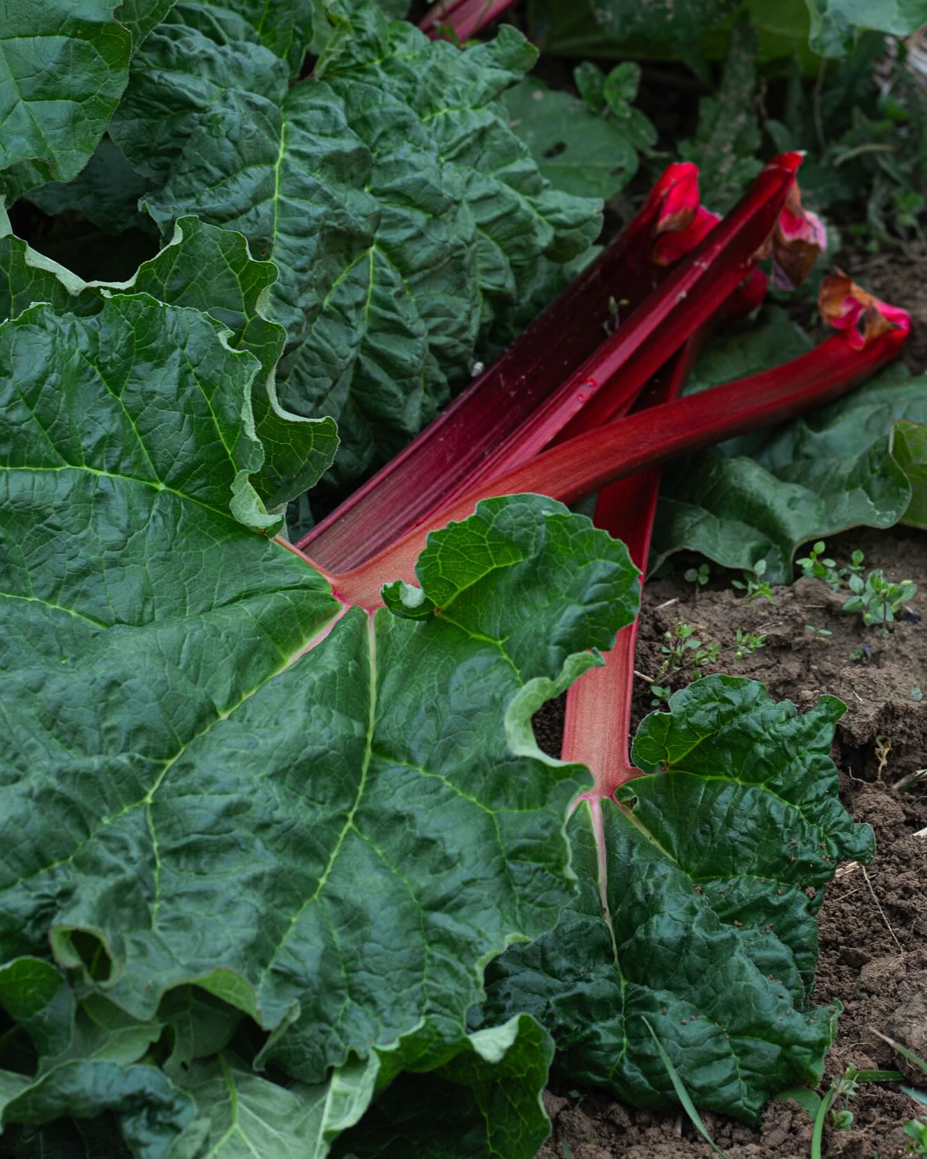 Wusstest du eigentlich, dass Rhabarber botanisch ein Gemüse ist, obwohl er meist als Obst verwendet wird? Seine säuerliche Frische macht ihn zum Star in Kuchen, Kompott, Marmeladen oder sogar in herzhaften Gerichten. Ob als klassischen Kuchen, feines Chutney zum Grillen, fruchtige Limonade oder raffinierte Sauce - Rhabarber ist ein toller Allrounder und darf im Frühling nicht fehlen. Magst du uns dein Lieblingsrhabarberrezept verraten? Ich liebe Kompott & Rhabarbercrumble mit Eis oder Vanillesoße. Unser Rhabarber kommt direkt vom Feld, voller Geschmack und perfekt für euer Rezept. #rhabarber #rhabarberkuchen #rhabarberschorle #kochen #backen #rhabarbercrumble #rhabarberbarbarabarbarbarenbartbarbierbierbarbärbel #regional #saisonal #frühling #hofladenlang #hofladen #wochenmarkt #backenistliebe #feld #direktvermarktung #frische #wintersweiler #karsau #kandern #schwörstadt #lörrach #wochenmarktlörrach #wochenmarkt24dreiländereck #basel #weilamrhein #rheinfelden #efringenkirchen