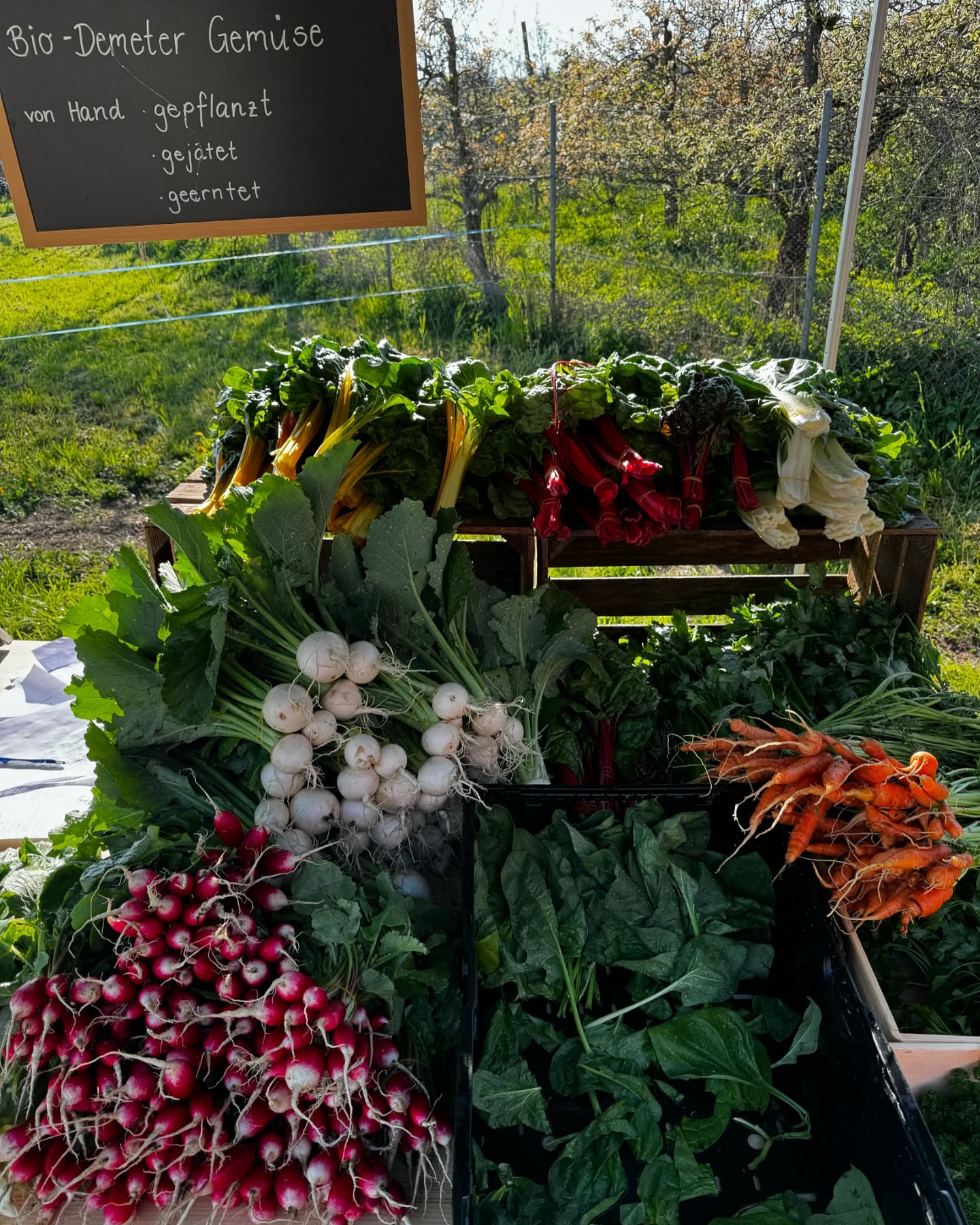 Spricht dich dieses Gemüse an?😏 Diesen Stand findest du jeden Donnerstag von 16-19 Uhr auf unserem Hof und kannst dir dein Lieblingsgemüse aussuchen!🌱😊 Es hat noch freie Aboplätze oder du kannst auch ohne Abo einfach vorbeikommen am Donnerstag!
.
.
#frisches #gemüse #vielfalt #gesund #bio #demeter #abhof