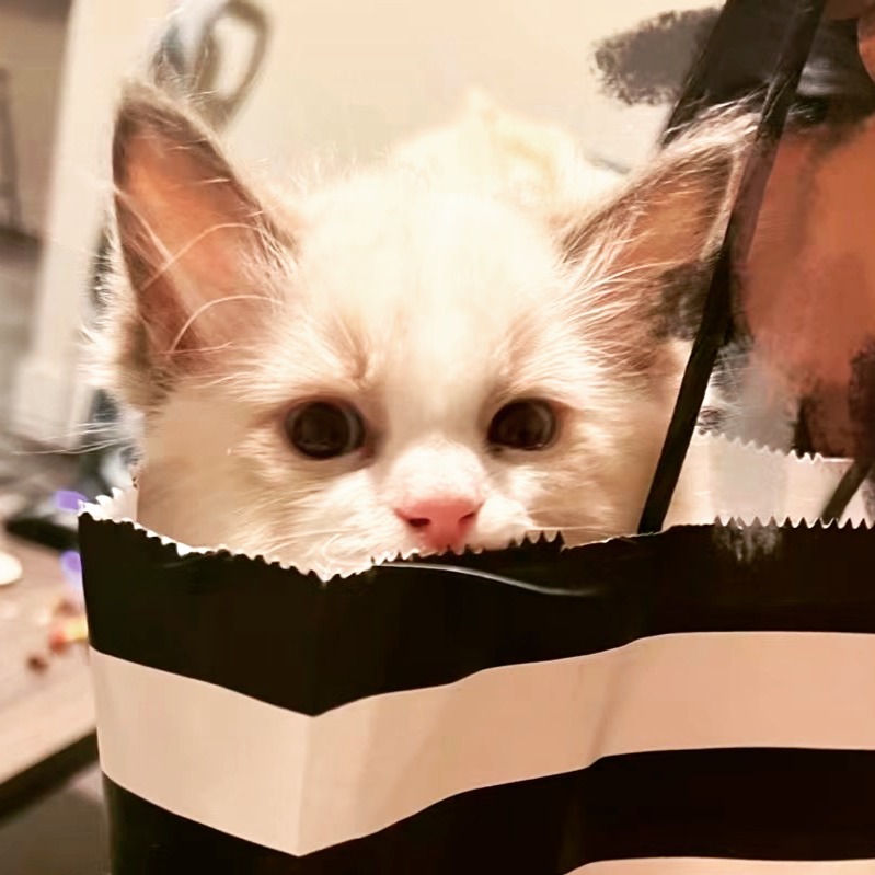 "Welcome to Pets & Tales - Your Pet Companion Hub" 🌟
Connect with fellow pet lovers through heartwarming stories and expert-backed guidance.
Share training hacks in our dorm-friendly forums, decode pet behavior with NYU professors' blogs, and discover vet-approved care tips tailored to young owners.✨ #PetTale #PetLovers #PetCommunity #PetOfTheDay #DogLovers #CatLovers #FurryFriends #PetLife #PetStory #mypetmylife