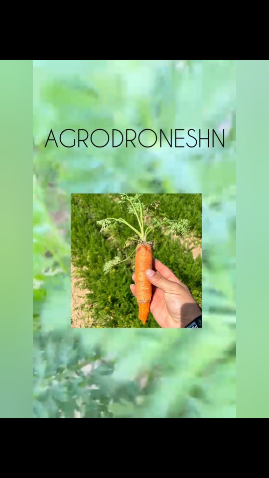 Fumigacion en Zanahoria 🥕🥕🥕