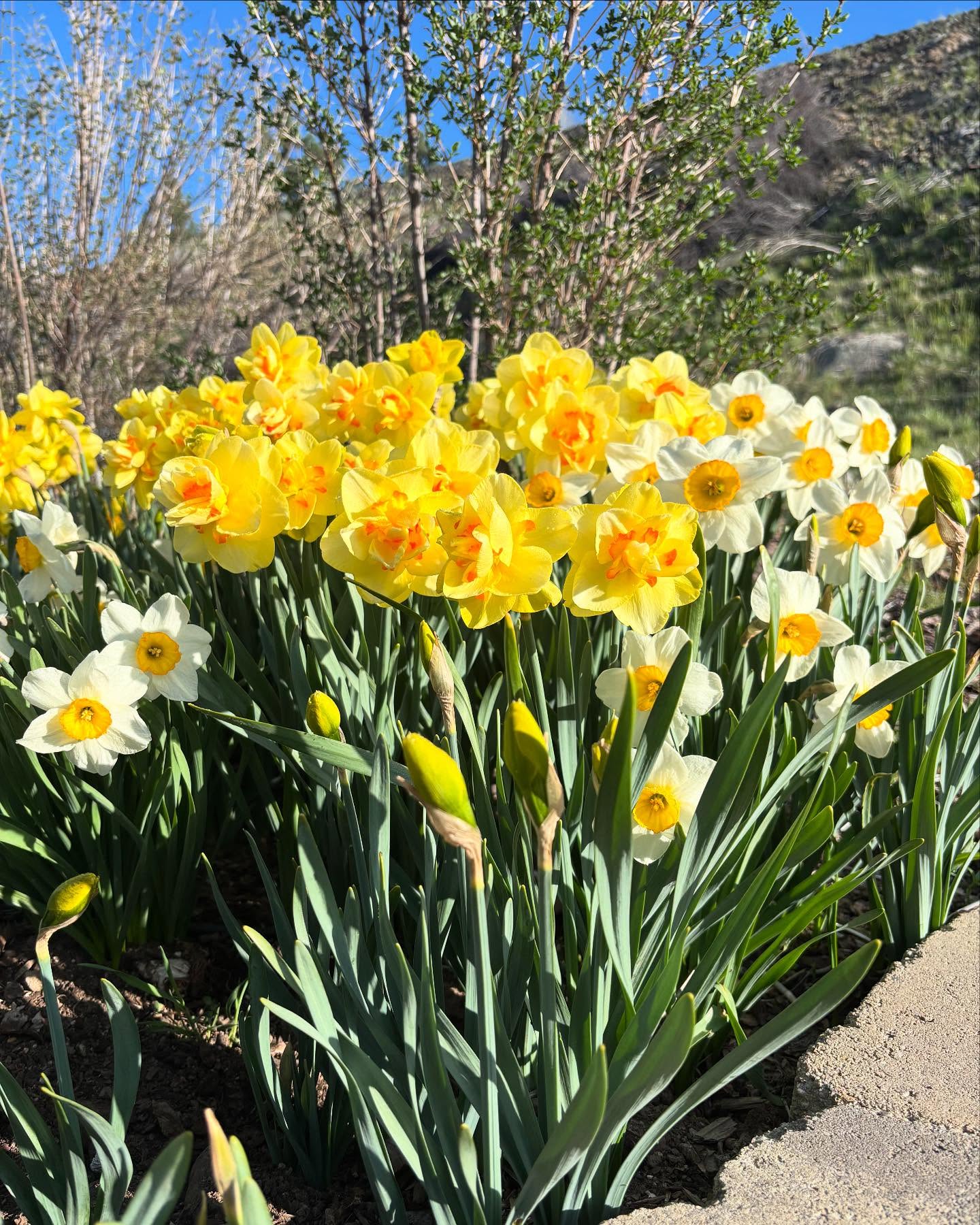 Our Daffodils are putting on quite a show.
We are open Thursday- Monday 10-4 weather permitting. Orders are coming in left and right.
Wildflower seeds, soil and more violas to name a few.