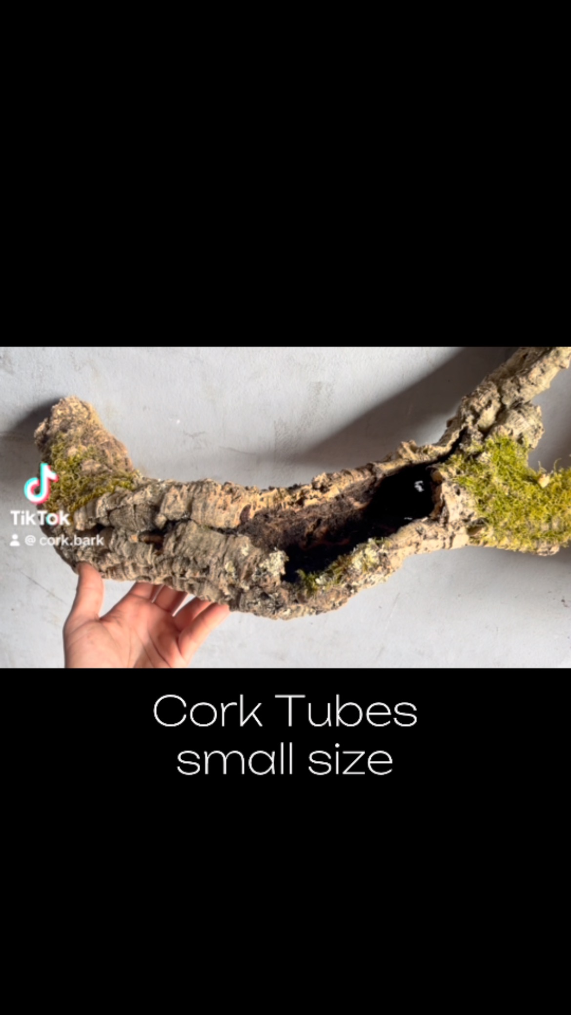 Cork Tubes (small size)
Beautiful natural works of art that give wings to your imagination and projects, wether for vivariums and terrariums, air plants or pet habitats, home and garden decoration.
#scorkbark #terrariummaking #terrarium #petsoftiktok #petsupplies #naturalcork #vivarium #exoticpets #exoticpetsoftiktok #exoticpetcare #exoticanimals #corkvase #aquarium #reptile #repriles #isopod #isopods #tarantulasoftiktok #tarantula #geckosoftiktok #gecko #petenclosure #gardenideas #gardensoftiktok #gardenproject #gardeningtips