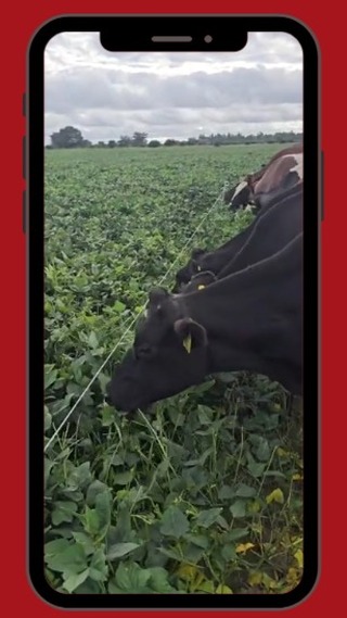 Tip of the month - April 2025: Cowpeas as an alternative feed source for dry land dairy farming
Cowpeas are an excellent forage crop for cattle, offering several nutritional and agricultural benefits:
Nutritional Benefits:
• High Protein Content – supporting muscle growth and milk production
• Digestible Fiber – promoting gut health
• Energy Source – for maintenance and growth.
• Palatability – cattle find cowpea forage tasty, leading to good intake rates.
• Legume Benefits - Improve rumen function by balancing fibre and protein intake.
Environmental Benefits:
• Nitrogen Fixation – enrich the soil by fixing nitrogen, reducing fertilizer needs for future crops.
• Drought Tolerance – grow well in arid and semi-arid regions.
• Intercropping Potential – often grown with maize or sorghum to improve fodder yield and soil health.
Forms of Feeding Cowpeas to Cattle:
1. Grazing
2. Hay/Silage
3. Grain Feeding – caution! Cowpea seeds can be fed in small amounts, though they contain antinutritional factors like trypsin inhibitors, which should be heat-treated before feeding in large quantities.
#RedDaneAgriSolutions #RedDaneFarming #StripGrazing #SustainableFarming #Innovation #TipoftheMonth #AlternativeFeedSources #Cowpeas #WeAreLivestock