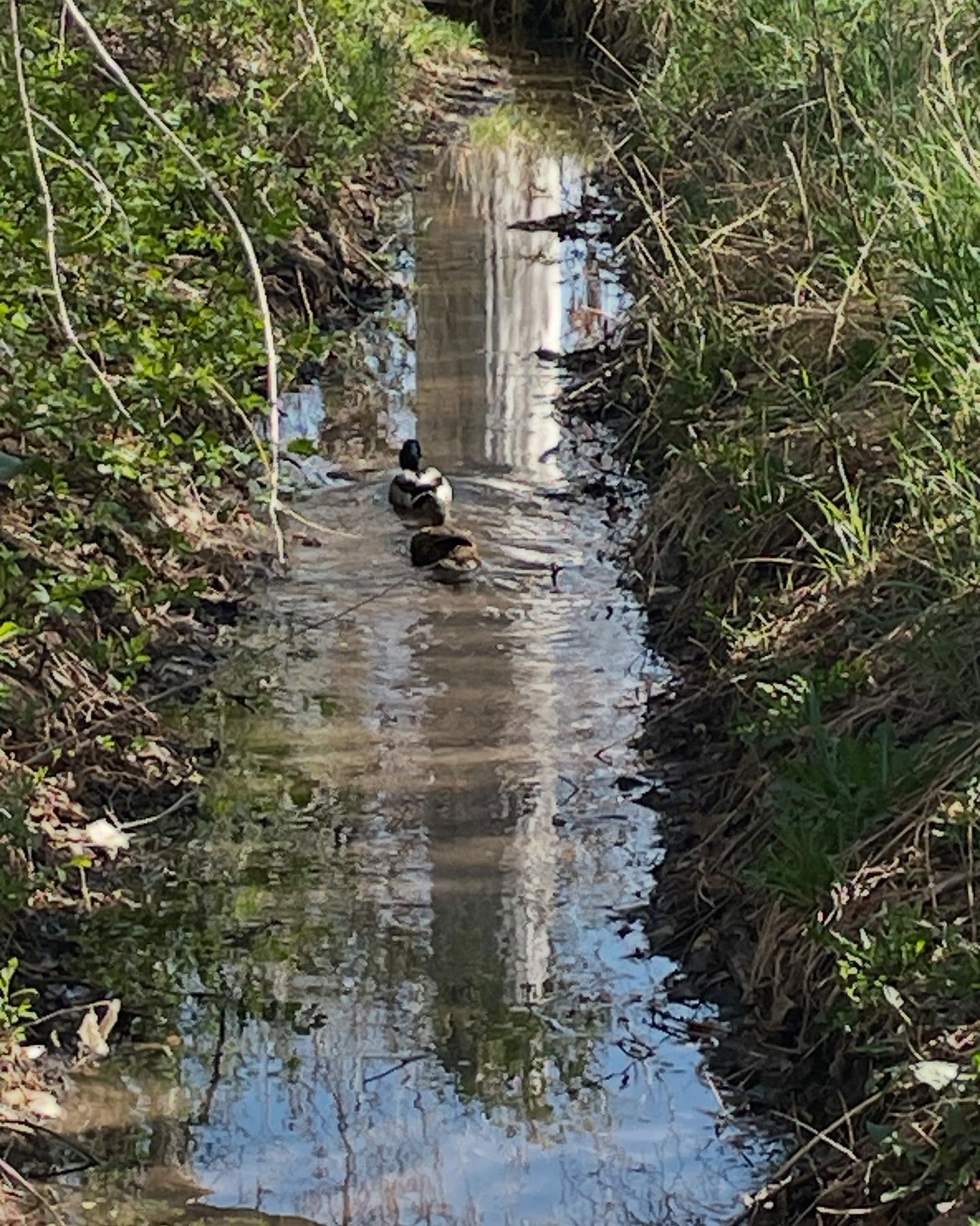 They’re back! Every year for about a month this nice duck couple lives in the ditch. I never see any other ducks, just them. I like to think that the ditch running through their farm is their secret that they don’t tell the other ducks about.
