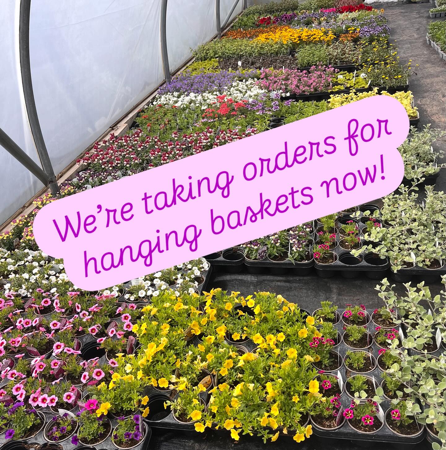 We are now taking orders for hanging baskets so pop down either with old baskets for refills or order new ones🌸