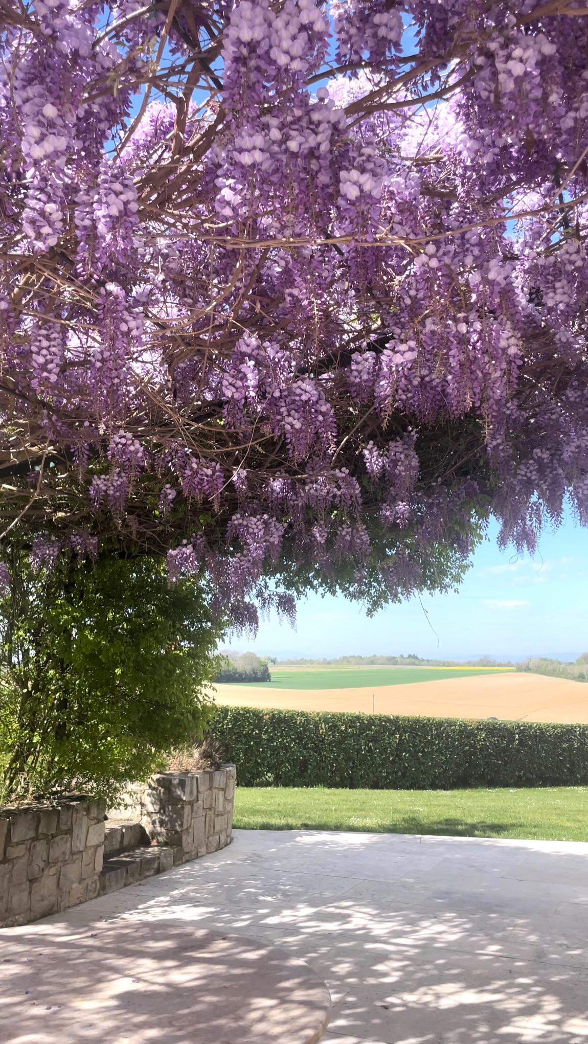 La glycine est en fleur au domaine ! Venez en profiter sur notre terrasse, le parfum est envoûtant et la vue magnifique. Un vrai moment de poésie printanière vous attend 🌸🌿