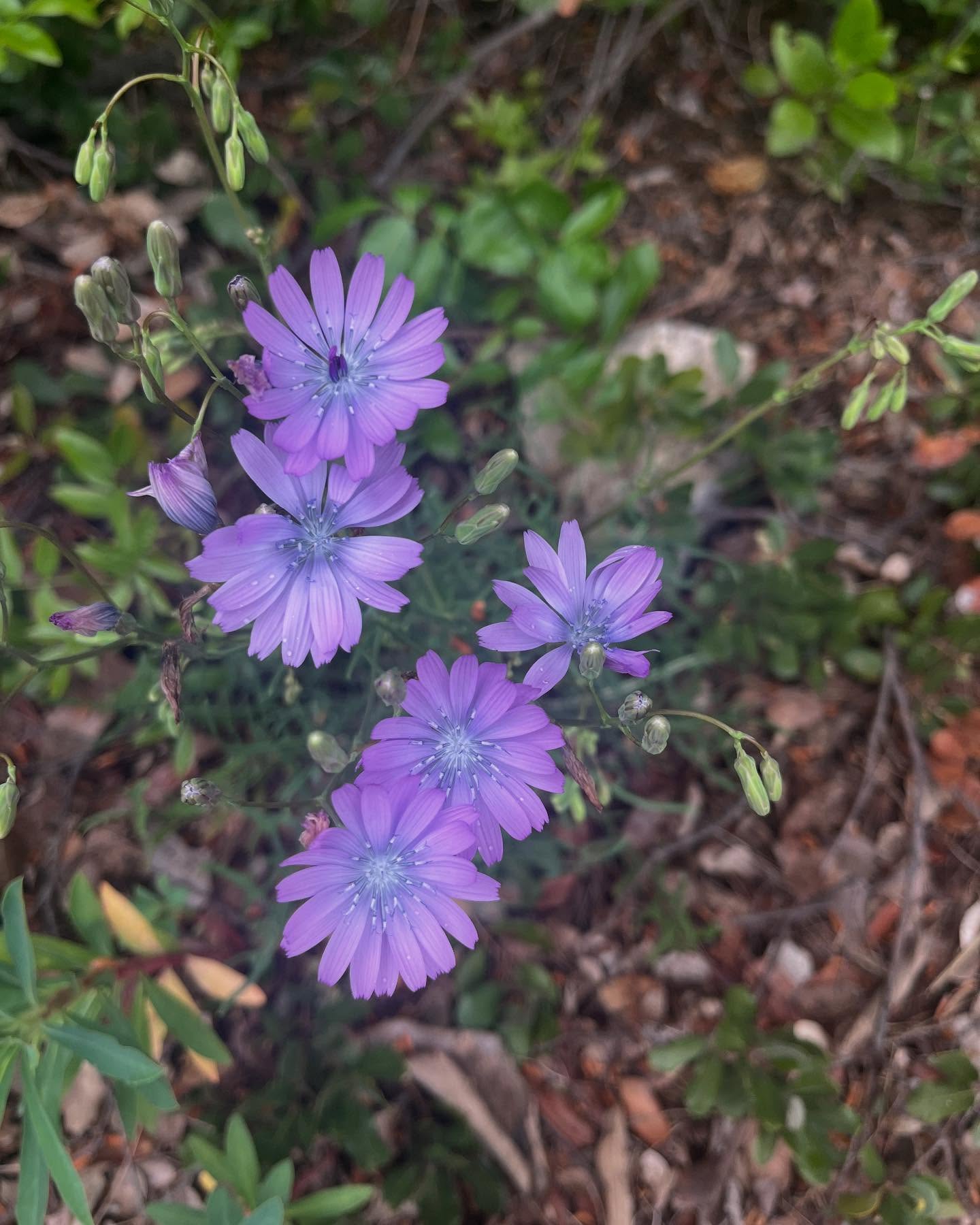 Flower power 🤟🏽
#flowerpower #hikeprovence #grouphike #远足 #provence #provenceguide #exploreprovence #hiking #hikingadventures #冒险 #ارتفاع #인상 #picnic #adventure