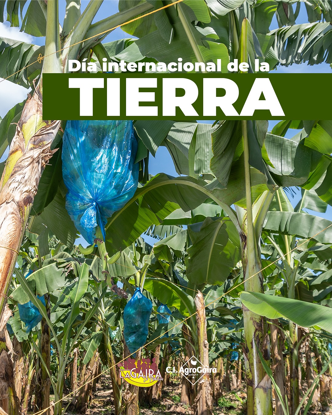 🌍 Earth Day | April 22
From the heart of the land, we reaffirm our commitment to a way of farming that respects life and protects the environment.
Every step we take toward more conscious agriculture is also a step toward stronger, healthier, and more sustainable communities.
Caring for the Earth is not a one-time action — it’s a way of living and working, grounded in responsibility, love for the land, and the desire to leave a meaningful legacy for those who come after us.
When the Earth thrives, people thrive too. 🌱💚
_____________________________
🌍 Día de la Tierra | 22 de abril
Desde el corazón del campo, reafirmamos nuestro compromiso con una producción que respeta la vida y protege el entorno.
Cada paso que damos hacia una agricultura más consciente es también un paso hacia comunidades más fuertes, saludables y sostenibles.
El cuidado del medio ambiente no es un acto aislado, es una forma de vivir y de trabajar, basada en la responsabilidad, el amor por la tierra y el deseo de dejar un legado digno a quienes vienen después.
Porque cuando la tierra florece, también florecen las personas. 🌱💚
#DíaDeLaTierra #ComercioJusto #BananoFairtrade #CuidamosLaTierra #UrabáSostenible #JusticiaAmbiental