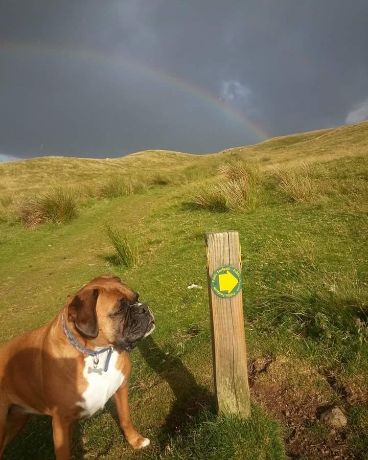 Ellie - a little ray of sunshine - out walking in the Northern Fells and chasing rainbows ♥️
karenmorganart.com
Info@karenmorganart.com
#boxerdog #lakedistrict #memories