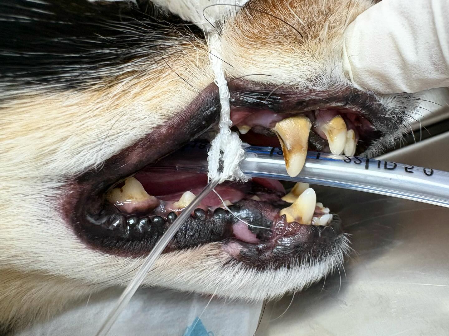 Somriures sans, gossos feliços! 🐶🩵
Deslliçeu per a vorer el canvi ☺️
La salut dental del teu gos és molt més important del que pareix: el 80% dels gossos pateixen problemes bucals abans dels 3 anys!
El sarro, la gingivitis o el mal alè poden derivar en dolors, pèrdua de peces dentals o fins i tot problemes al cor i renyons.
Com cuidar la seva boca?
– Raspallar-li les dents regularment 🪥
– Donar-li snacks o joguines dentals 🍏
– Fer neteges veterinàries periòdiques 👩🏻⚕️
🦷 Una neteja bucal veterinària no és només per millorar l’alè — és clau per evitar infeccions, dolor i problemes greus com la pèrdua de dents o malalties internes.
A la clínica utilitzem equips professionals per eliminar el sarro acumulat i revisar l’estat de les dents i genives amb detall.
Si noteu que els vostre peludet te sarro, no dubteu en contactar i preguntar qualsevol dubte.
Cuida el seu somriure com ell cuida el teu! 💕