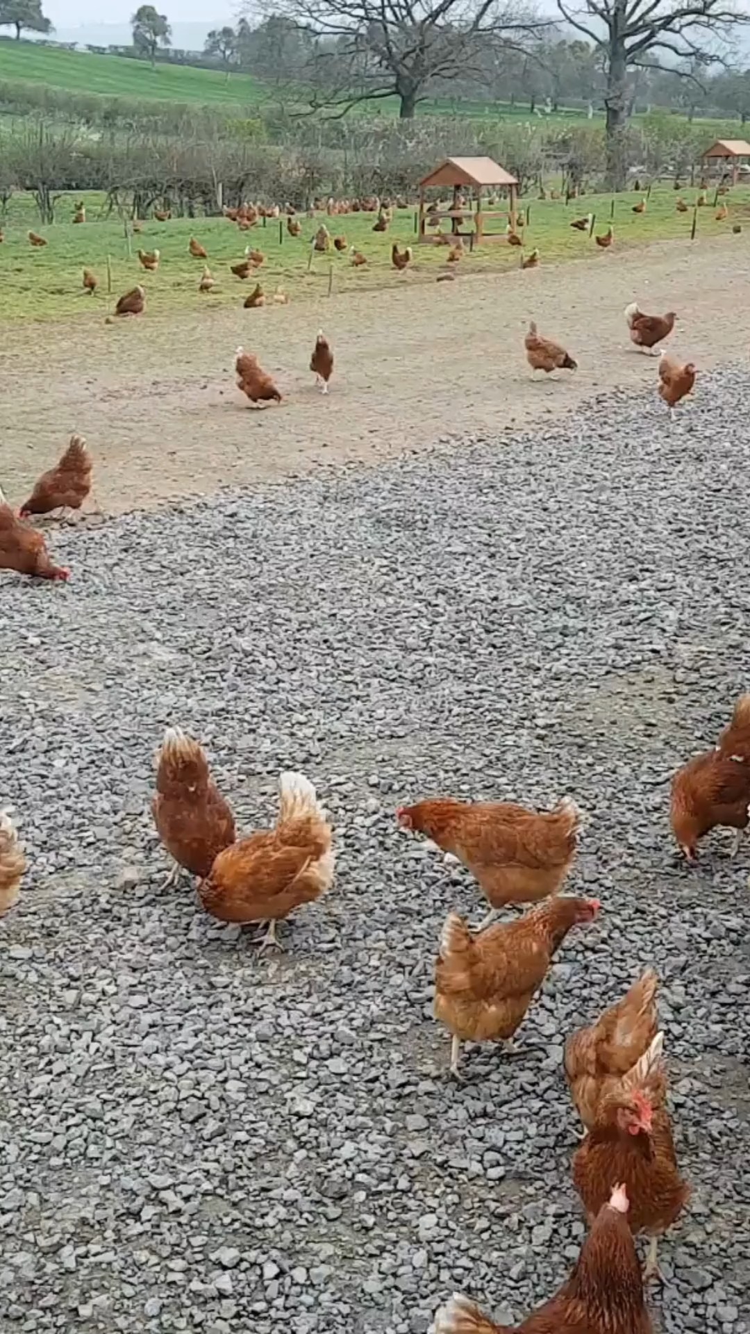 Not all free range eggs are created equal, ever wondered what makes our eggs different to the supermarket free range eggs?
These happy hens live their best lives, spending their days outdoors, roaming free, dust-bathing, pecking in the fields, even roosting in trees 🐔☀️🌳
That freedom makes a real difference, you’ll taste it in the rich flavour and golden yolks of every egg we deliver, We believe fresh food should be ethical, local, and easy to enjoy. Which is why we offer free delivery and flexibile subscriptions to postcodes in Cardiff, Newport, RCT and the Vale of Glamorgan. Check out our website to try them for yourself 🍳