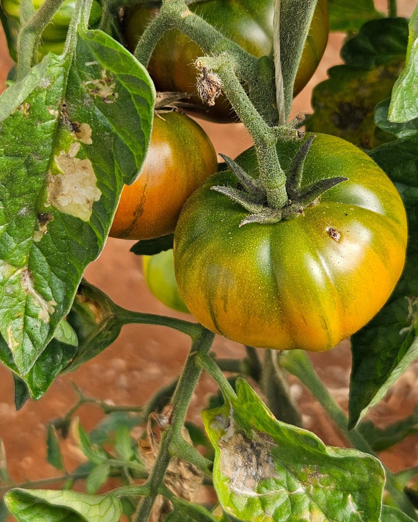 Il controllo della tuta - qualità e resa in serra 🍅
La tuta absoluta rappresenta una delle principali difficoltà per la coltivazione del pomodoro, in quanto può compromettere gravemente la resa e la qualità del raccolto. I nostri prodotti Lepido e Phylo sono la soluzione, a residuo zero, che state cercando.
#intactsolutions #growingsolutions #zeroresidue #zeroresidueagriculture #beefriendly