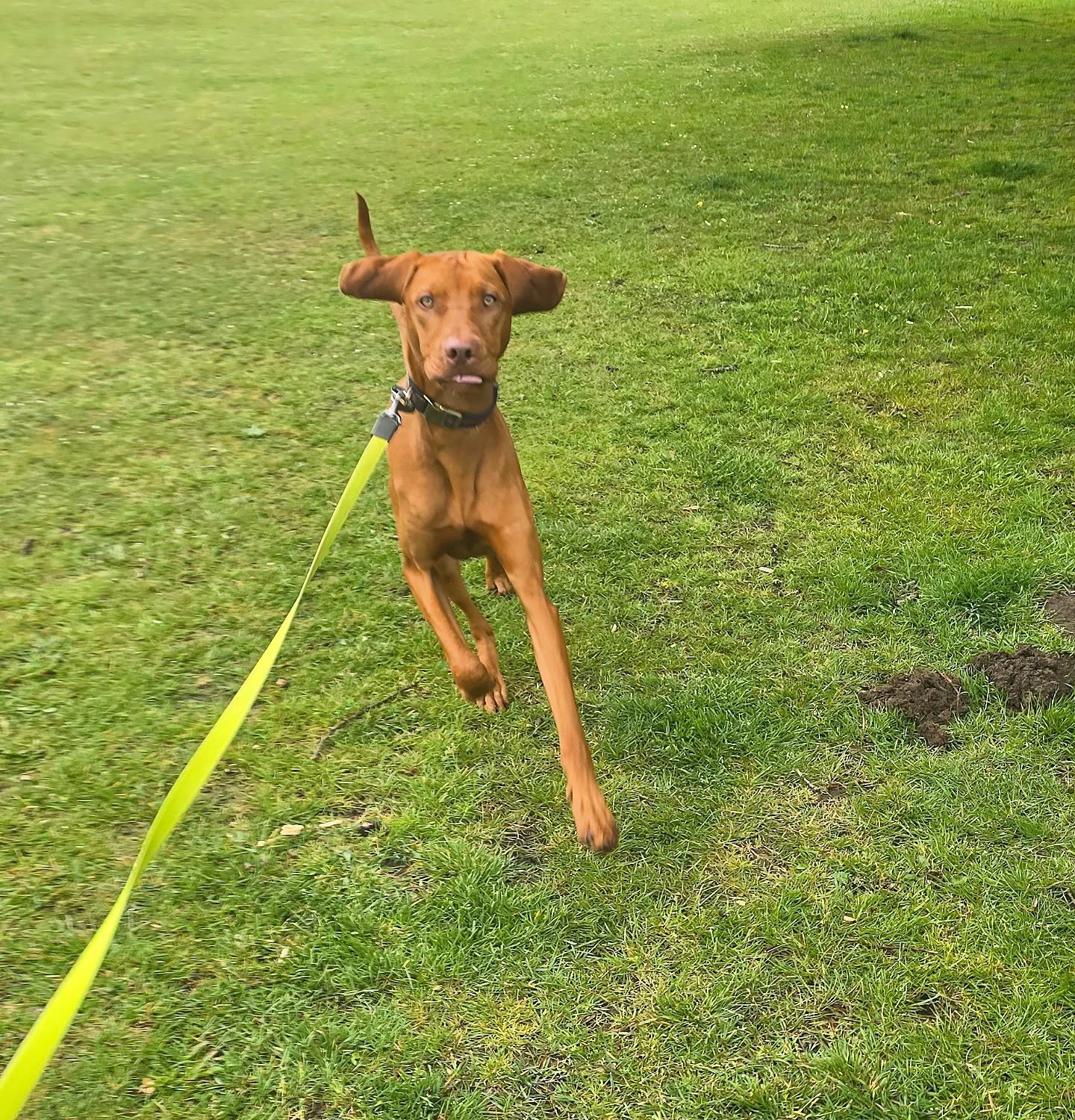 Tongues out, it's almost the weekend woop woop 👅
#wigglewaggles #vizsla #vizsasofinstagram #vizslapuppy #hungarianvizsla #cute #puppy #picoftheday #photooftheday #dogoftheday #dogsofinstagram #dogsitter #dogwalker #dogtrainer #doglover #dogwalk