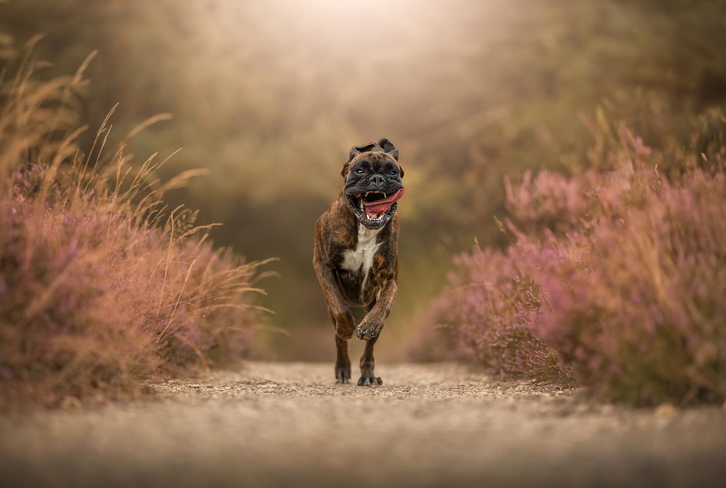 Wie wordt er nou niet blij van dit lente weer?!☀️
Het zonnetje komt weer meer om de hoek kijken en alle bloemen en planten beginnen weer mooi kleurrijk te worden. Perfect weer om naar buiten te gaan voor een heerlijke (bos)wandeling!
——————————————
#photography #photographer #hondenfotograaf #nijmegen #camera #photo #sigma #canonnederland #canon @canonnederland #zoomnl #chipfotofeed #cameranu_nl @zoomnl #cameraland_nl @cameraland_nl @cameranu_nl #kameraexpress @kameraexpress #dogphotography @chipfotomagazine #dogphotographycontests
