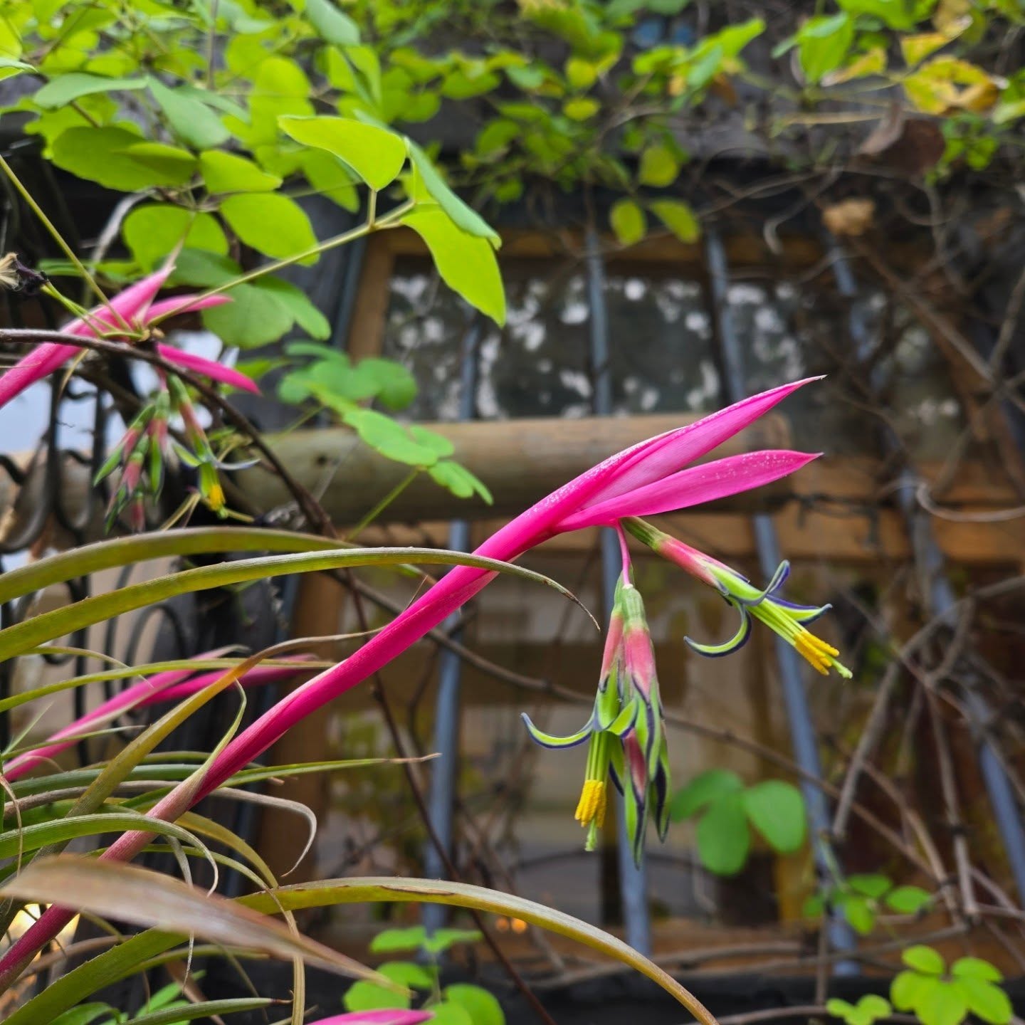 Billbergia nutans acceptant visiblement le climat parisien