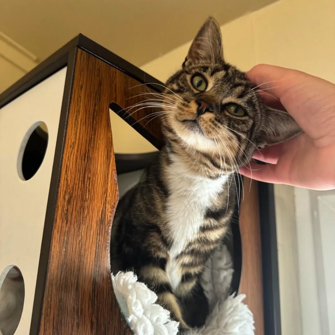 The best scratches 😺
#cathotel #cutecats #catboarding #catsonholiday #catbox #tabbycatsrule #adorablecat