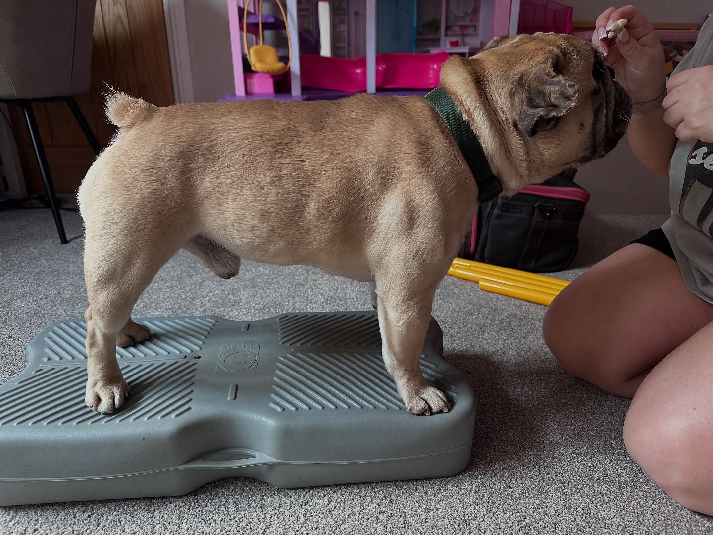 Celebrating some great progress this week 🥳
🐾 Meet Jon Snow, a lovely, lively boy who was referred by @andersonmooresvetspecialists for management of his spinal condition.
Since starting his physio plan, Jon has come leaps and bounds with his strength, helping him to enjoy more time doing what he loves! ⭐️
With the commitment of his amazing mum as well as hydrotherapy with the lovely ladies at Wickham @caninefitness, Jon who was a very wobbly boy, has gained enough strength to handle more complex exercises such as the wobble platform.
Well done Jon, super-dog! 👏