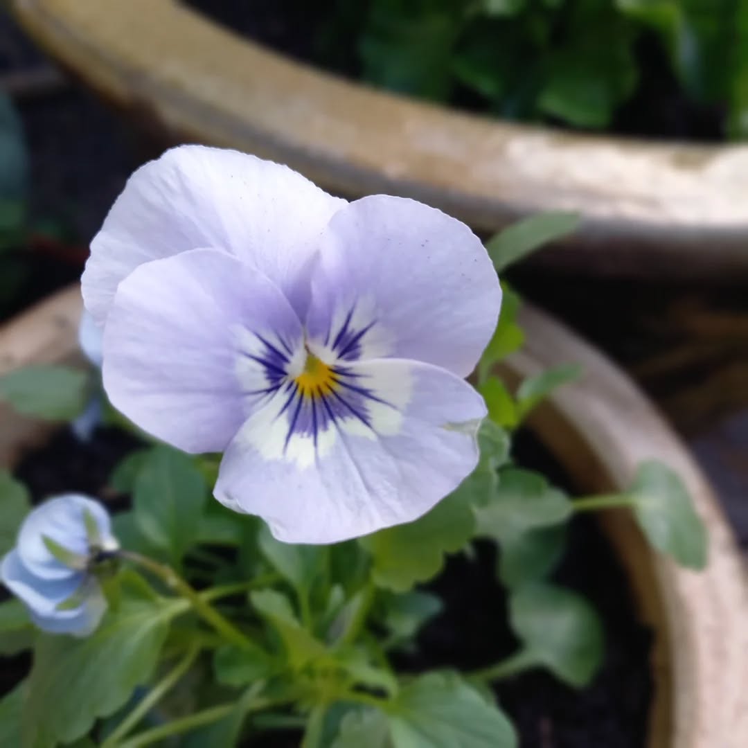 I've always had a weakness for Violas. Their pretty little faces in so many colour combos never fails to make me smile. Very happy to report they have survived one night against the 🐛🐌 who haven't decided to have an easter buffet!
#viola
#prettylittleflowers
#gardening
#flowersmakemehappy🌸
#favouriteflower
#carshalton
#carshaltonbeeches
