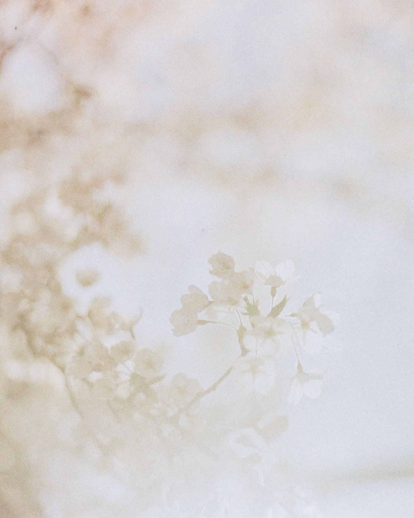 ちょうど一年前の桜 at High Park, Toronto
#cherryblossom #桜 #film #filmphotography #canonae1 #kodak #🌸