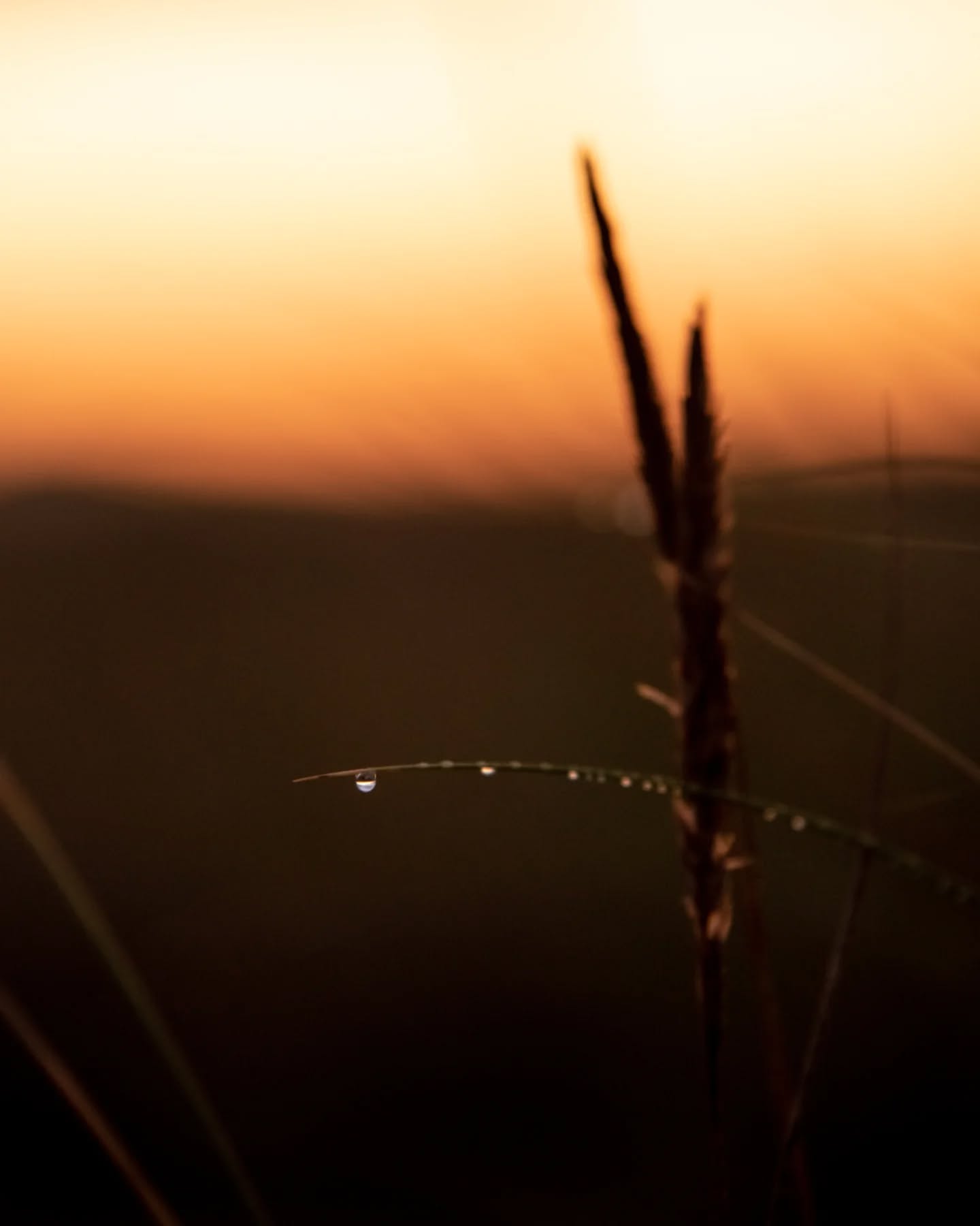 Perle de rosée. #mimizan #mimizanplage #ocean #sunrise #detail #rosee #aurore #leverdesoleil #sunrisephotography #ocean #sunrise #dew #landestourisme #mimizantourisme #leslandes #dune #surfphotography #biscarosse #saintjulienenborn #contis #hossegor #capbreton #vieuxboucau #photographelandes #photographemimizan #landes #leslandes #nikon #manonduport